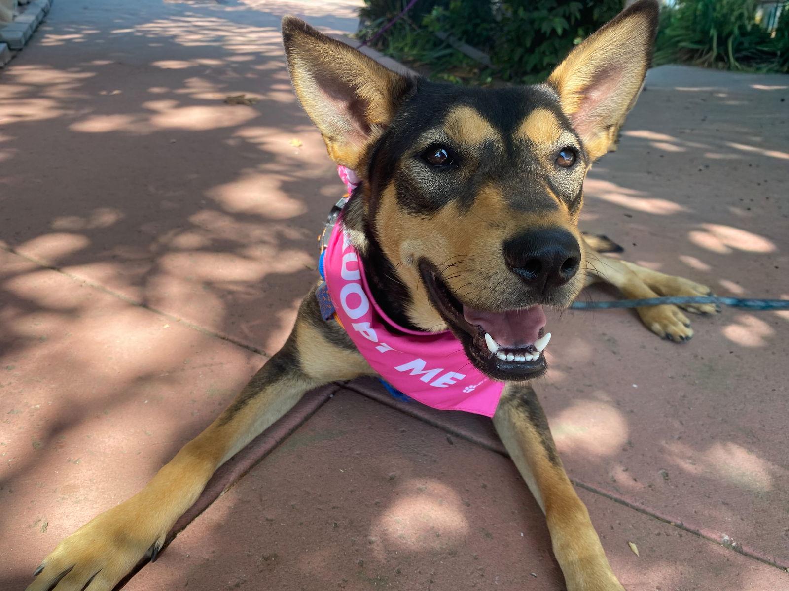 Enlarge Toph, a Adoptable Shepherd in La Verne, CA image 2/3