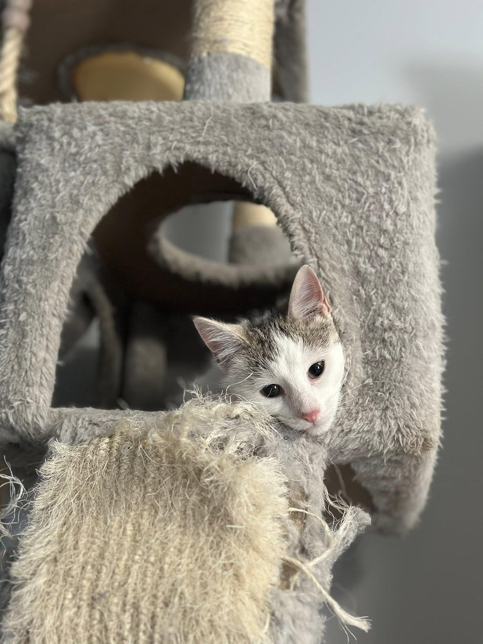 Enlarge Snow Angel Hermione, an adopted Domestic Short Hair in Clinton, IL image 1/1