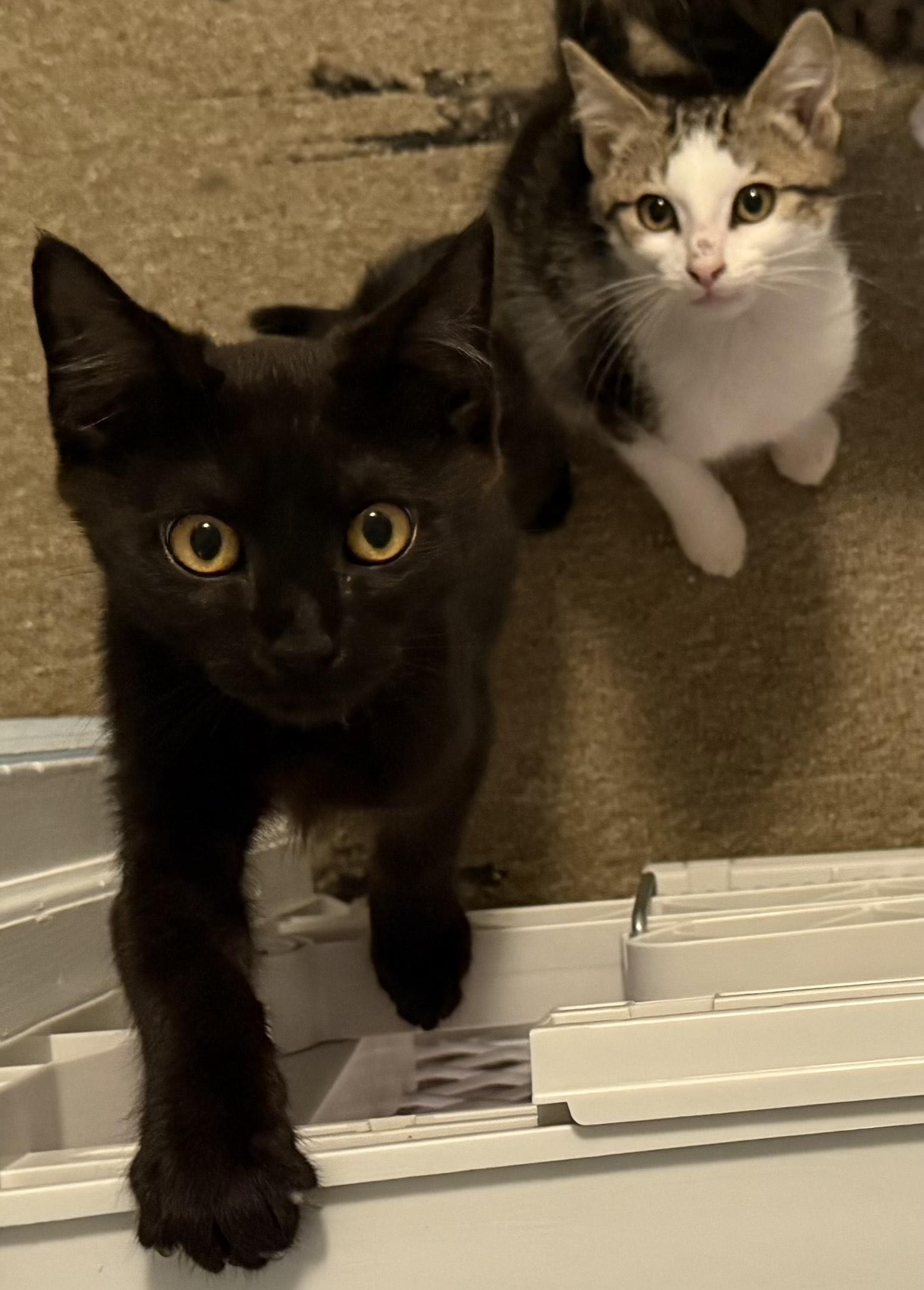 Owen and Luke, ADOPTABLE, Kitten Male American Shorthair.