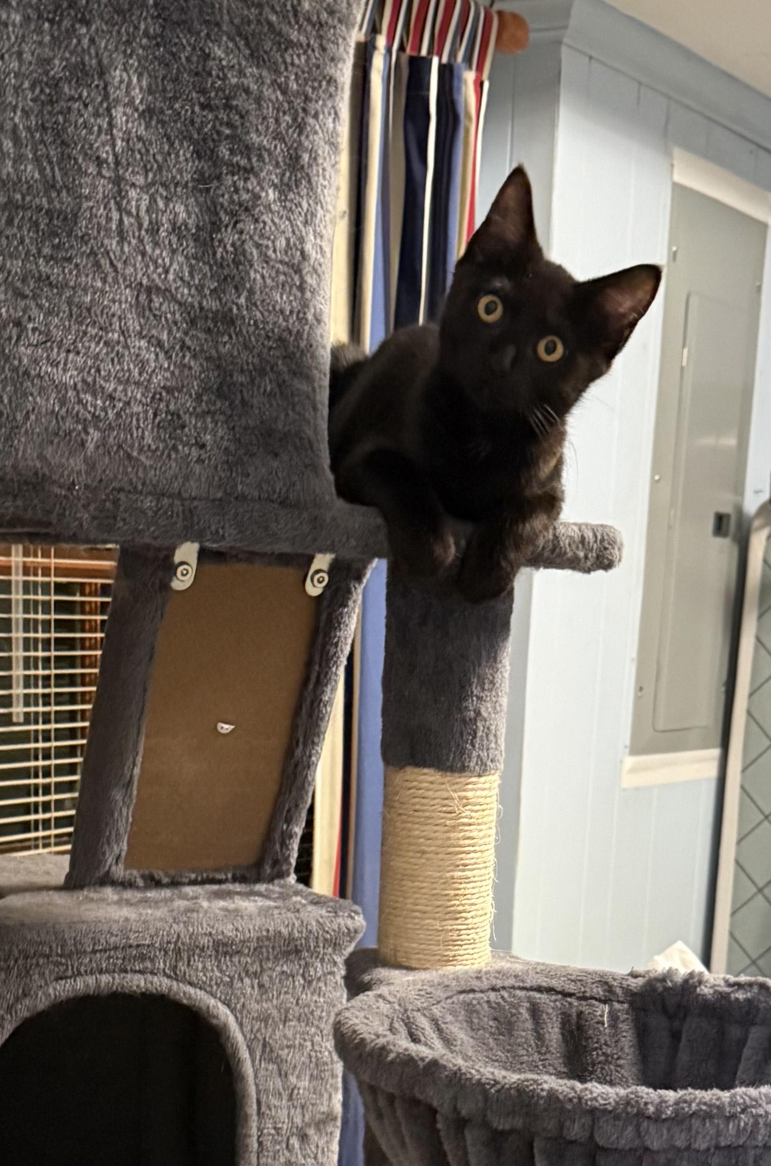 Enlarge Owen and Luke, a ADOPTABLE American Shorthair in Greensboro, NC image 3/3