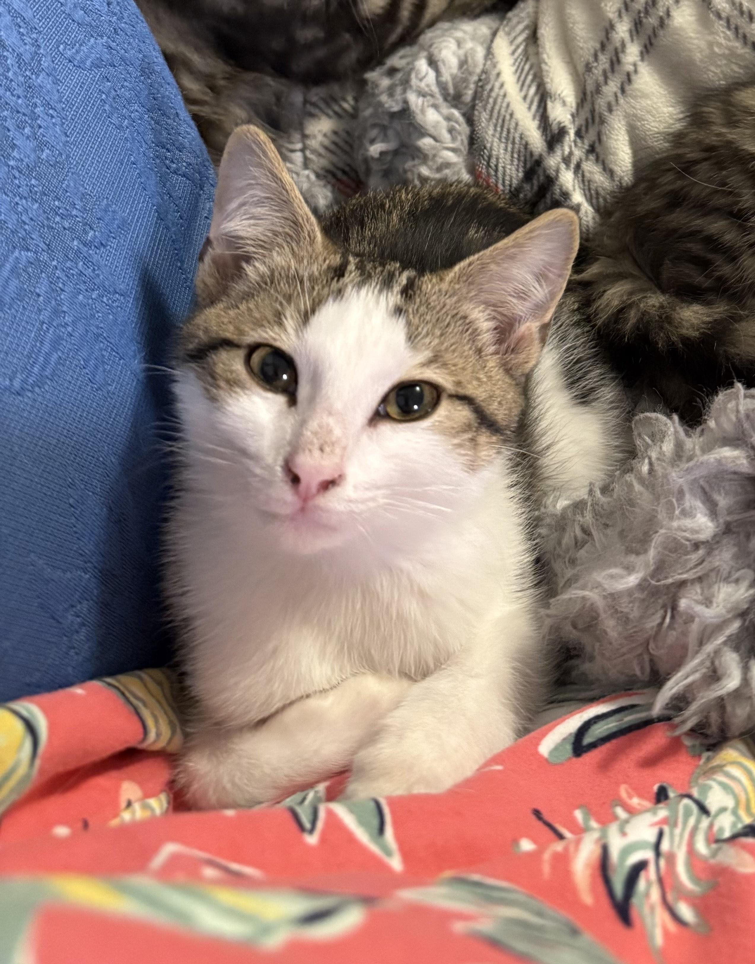 Enlarge Owen and Luke, a ADOPTABLE American Shorthair in Greensboro, NC image 2/3
