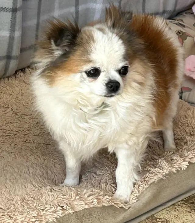 Violet, Senior Female unknown