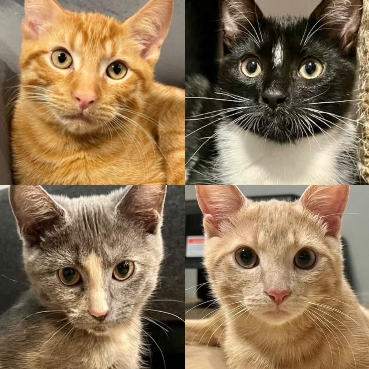 KITTENS !!! Kumara ,Reka, Wahine and Piwari!, Adoptable, Kitten Male Domestic Short Hair.