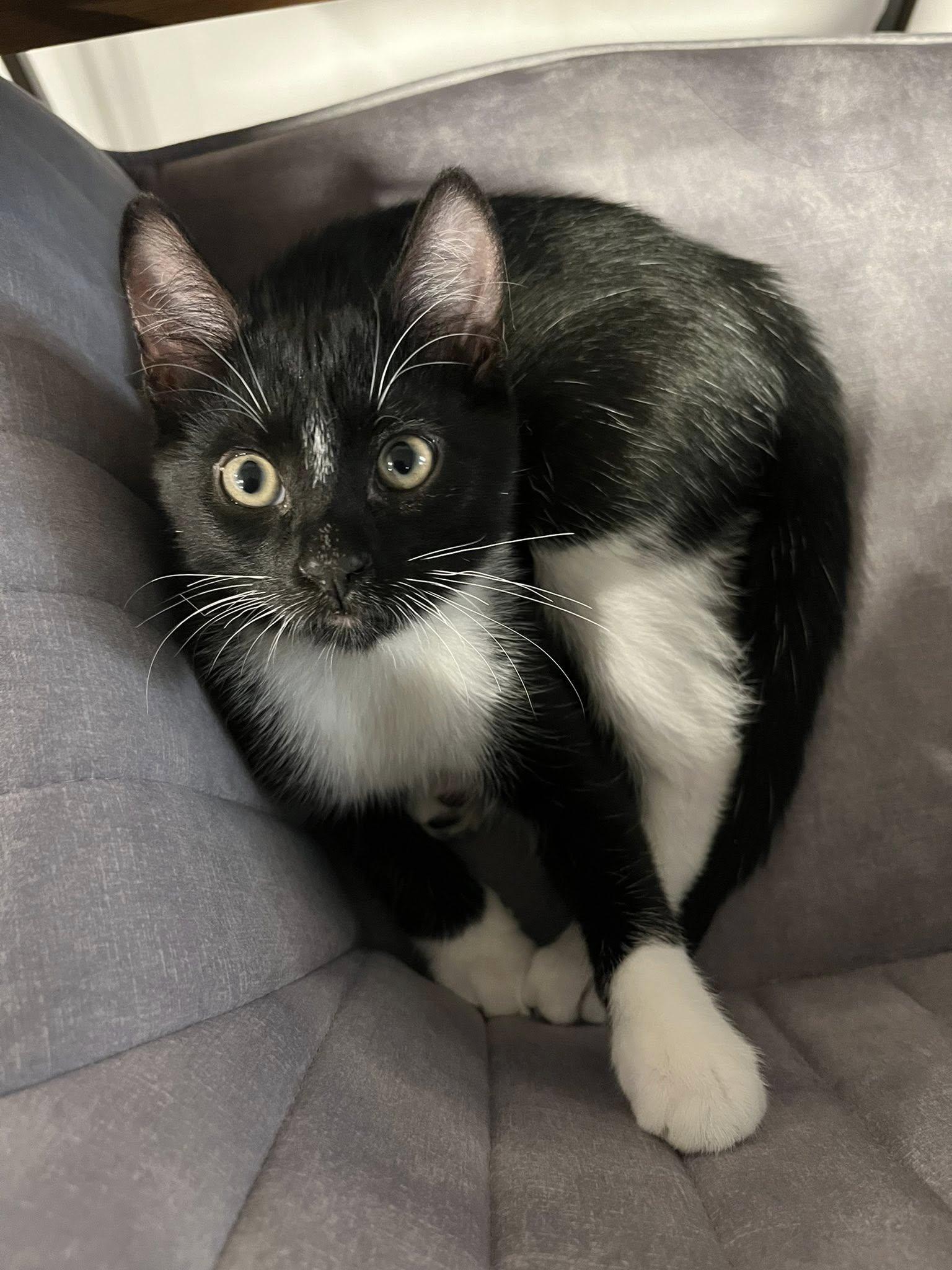 KITTENS !!! Kumara ,Reka, Wahine and Piwari!, a Adoptable Domestic Short Hair in Montreal, QC image 5/6