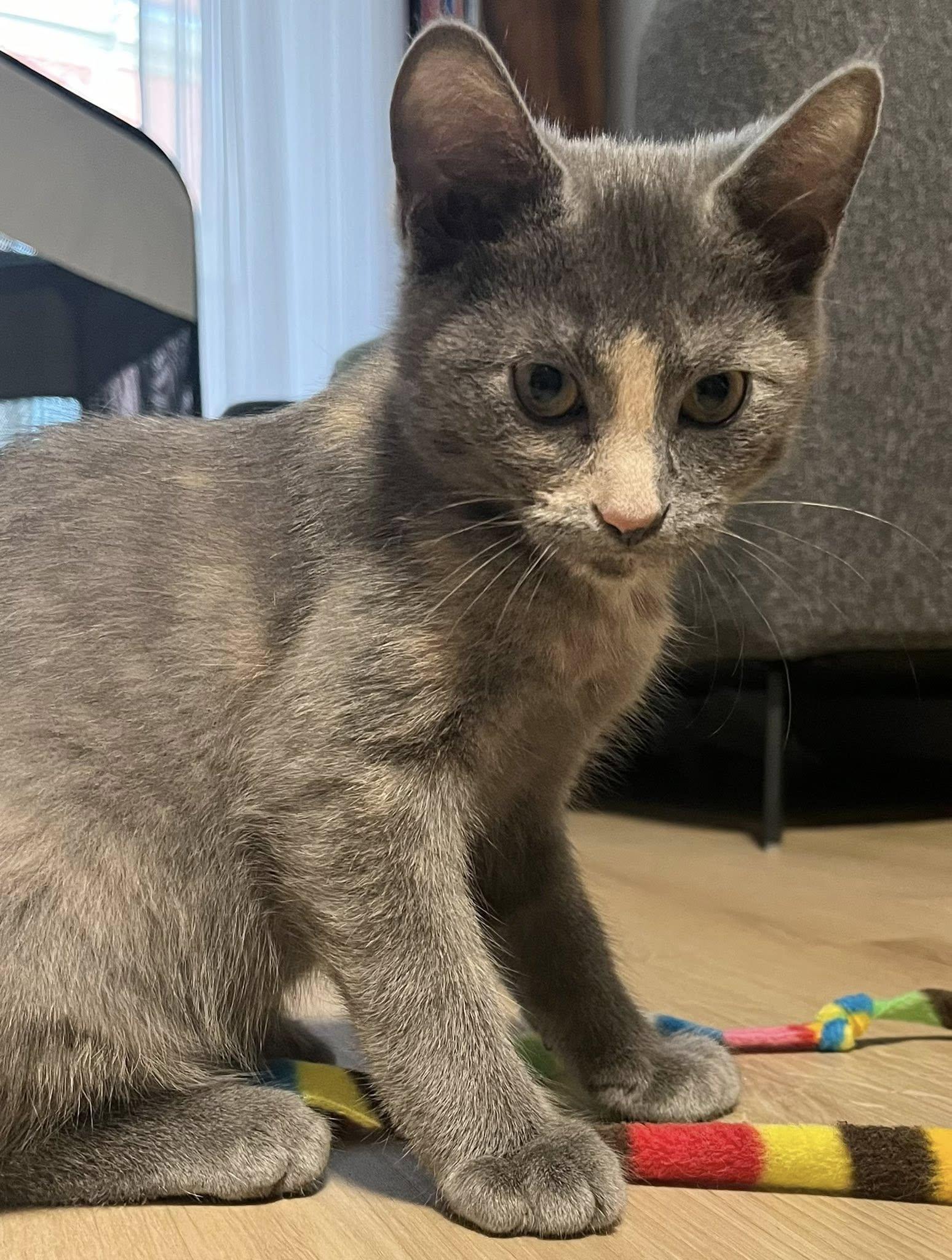 KITTENS !!! Kumara ,Reka, Wahine and Piwari!, a Adoptable Domestic Short Hair in Montreal, QC image 4/6