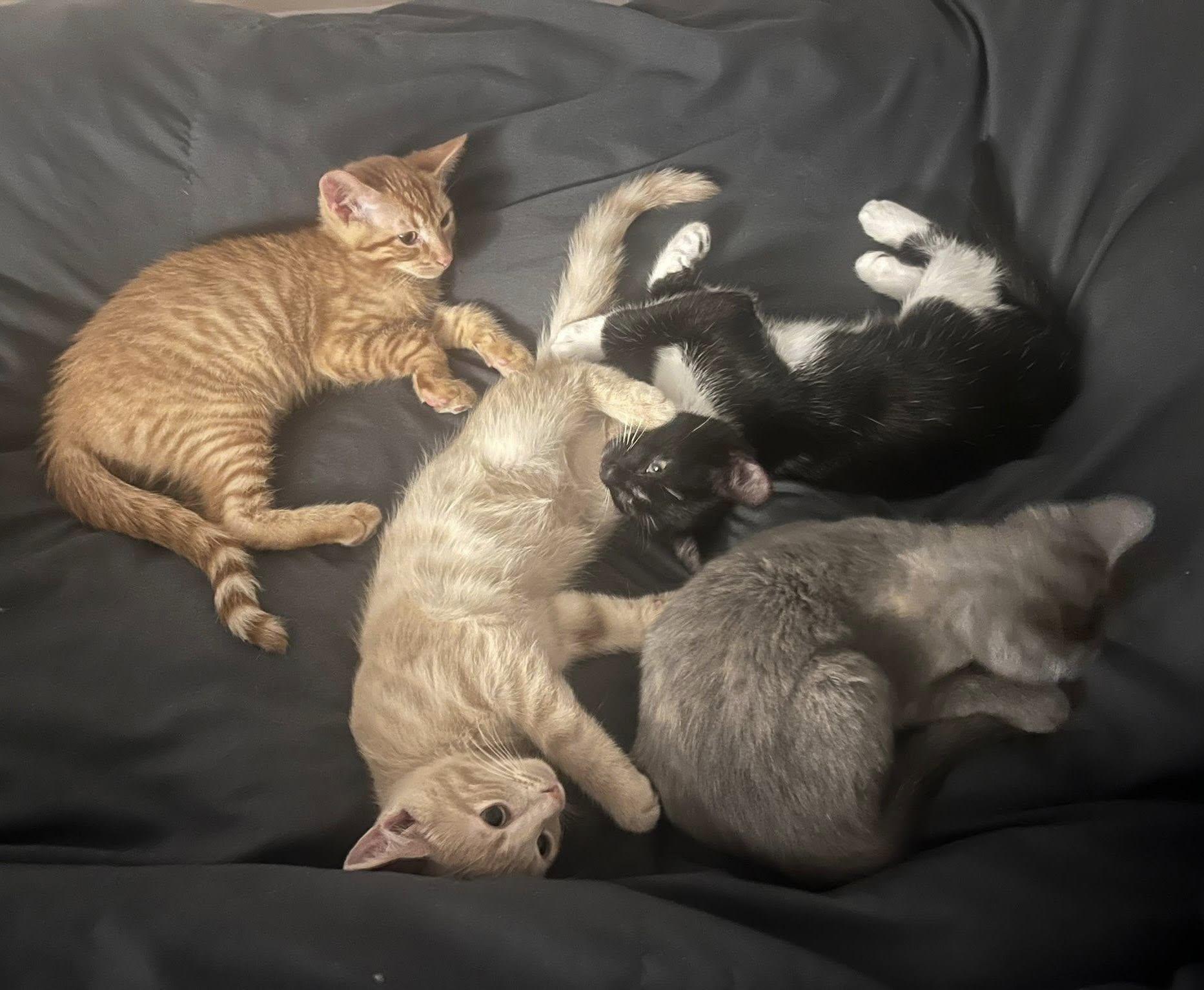 KITTENS !!! Kumara ,Reka, Wahine and Piwari!, a Adoptable Domestic Short Hair in Montreal, QC image 6/6
