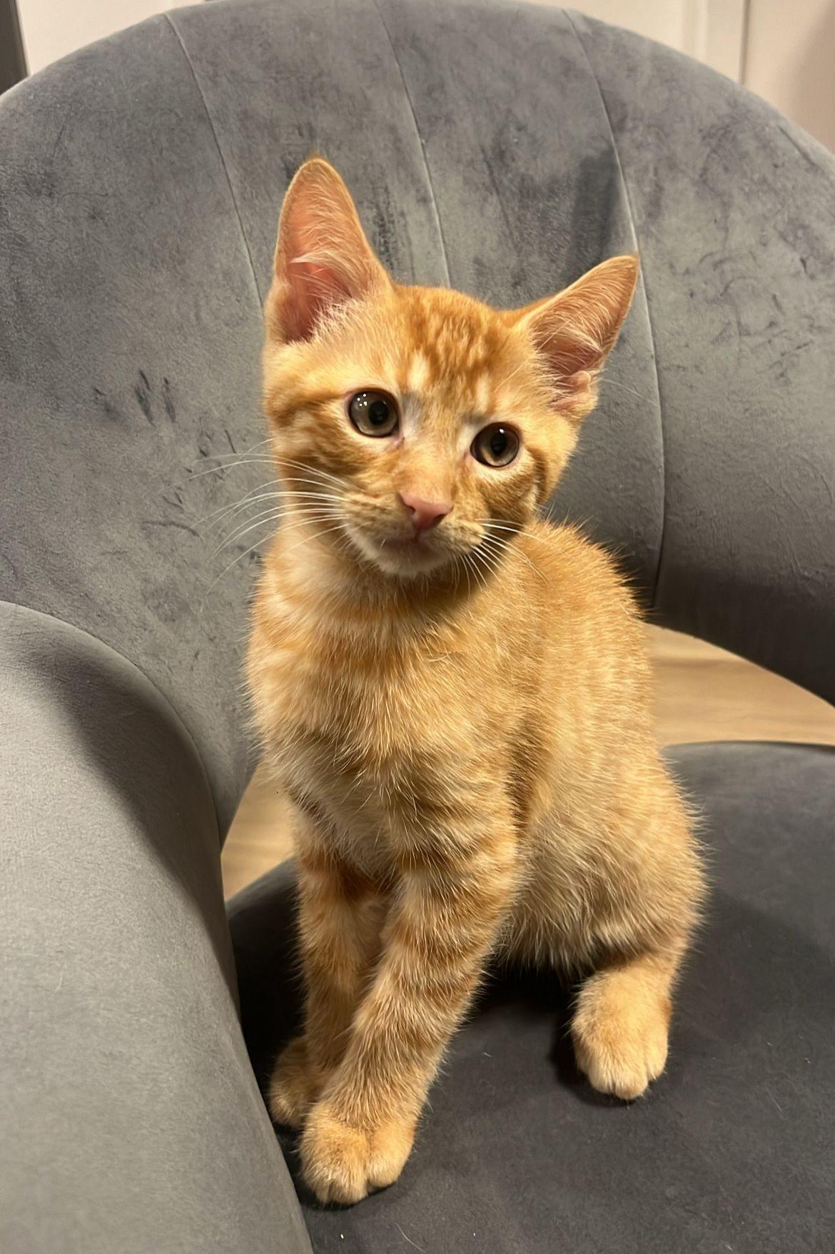 KITTENS !!! Kumara ,Reka, Wahine and Piwari!, a Adoptable Domestic Short Hair in Montreal, QC image 3/6