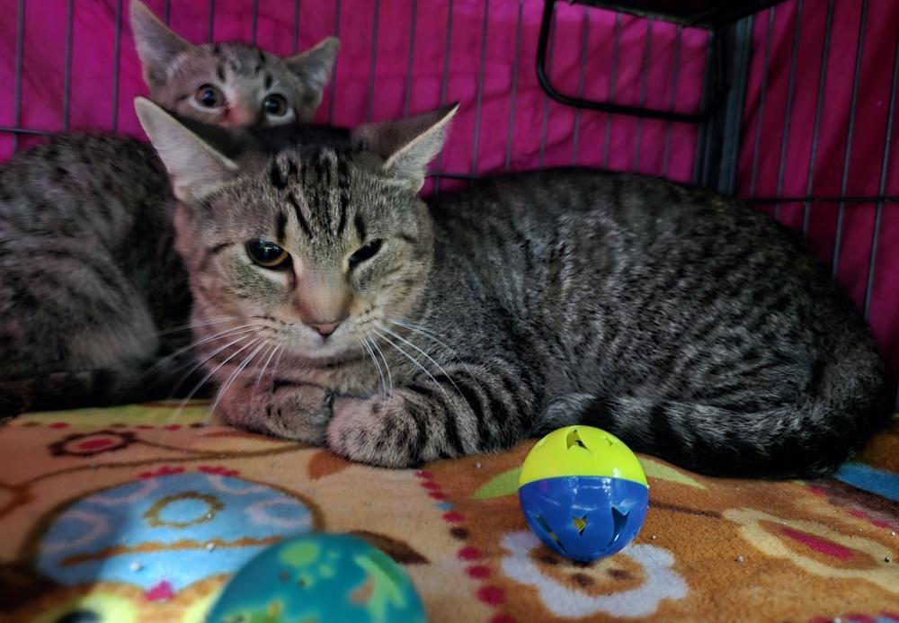 Chia, Adoptable, Adult Female Domestic Short Hair.