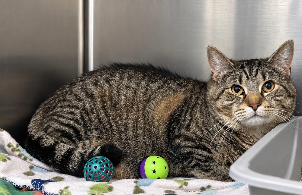 Enlarge Chia, a Adoptable Domestic Short Hair in Dickson, TN image 2/3