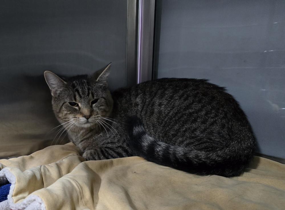 Enlarge Chia, a Adoptable Domestic Short Hair in Dickson, TN image 2/2