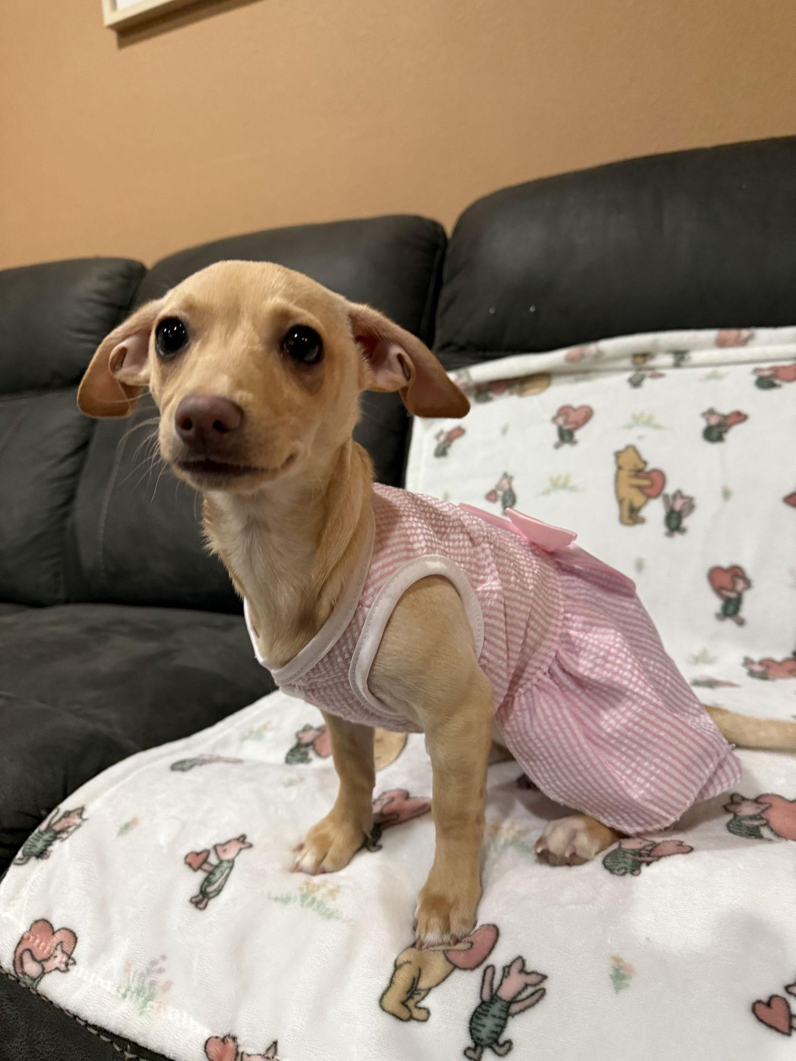 Enlarge Sophie, a Adoptable mixed breed in Orange, CA image 2/3