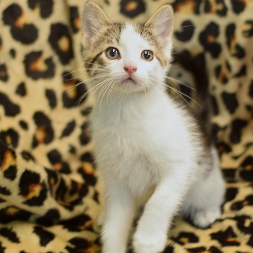 Enlarge Quigley, a Adoptable Domestic Short Hair in Belleville, IL image 1/1