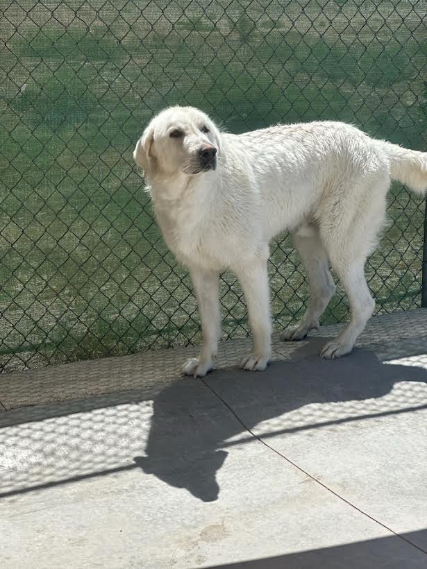 Ripley, a Adoptable Akbash in Salina, UT image 1/4