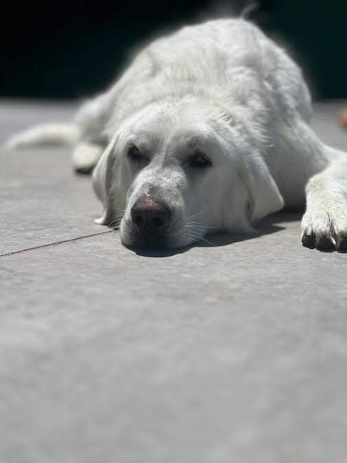 Ripley, a Adoptable Akbash in Salina, UT image 2/4