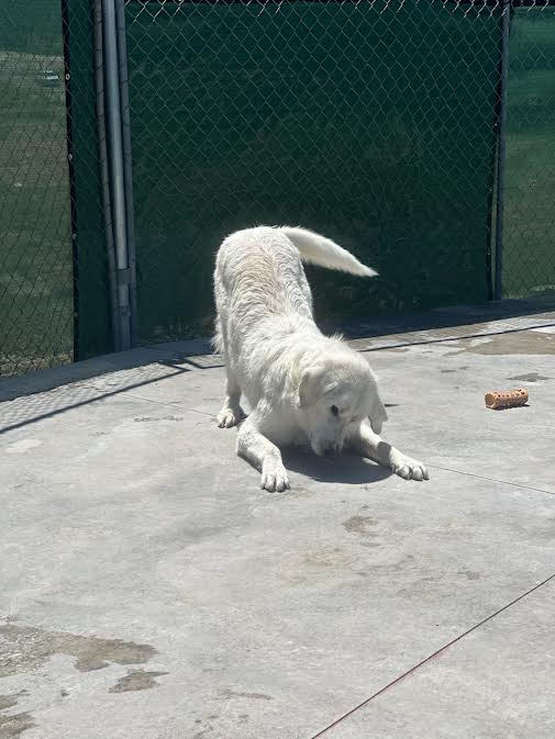 Ripley, a Adoptable Akbash in Salina, UT image 3/4