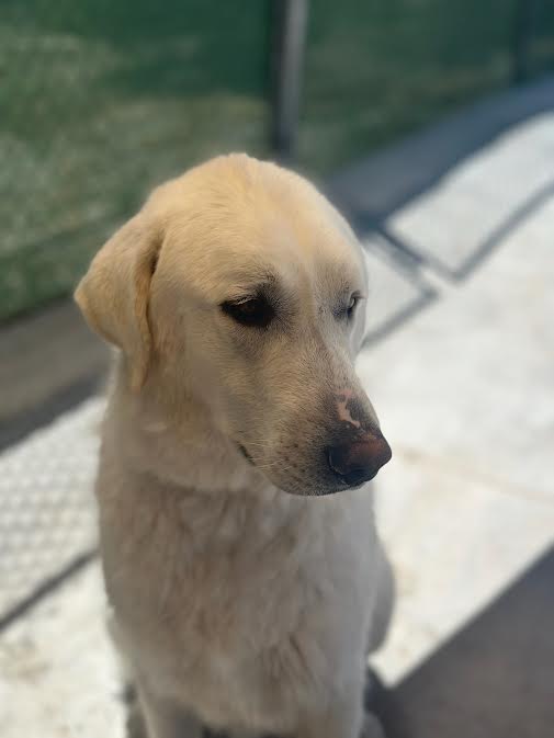 Ripley, a Adoptable Akbash in Salina, UT image 4/4