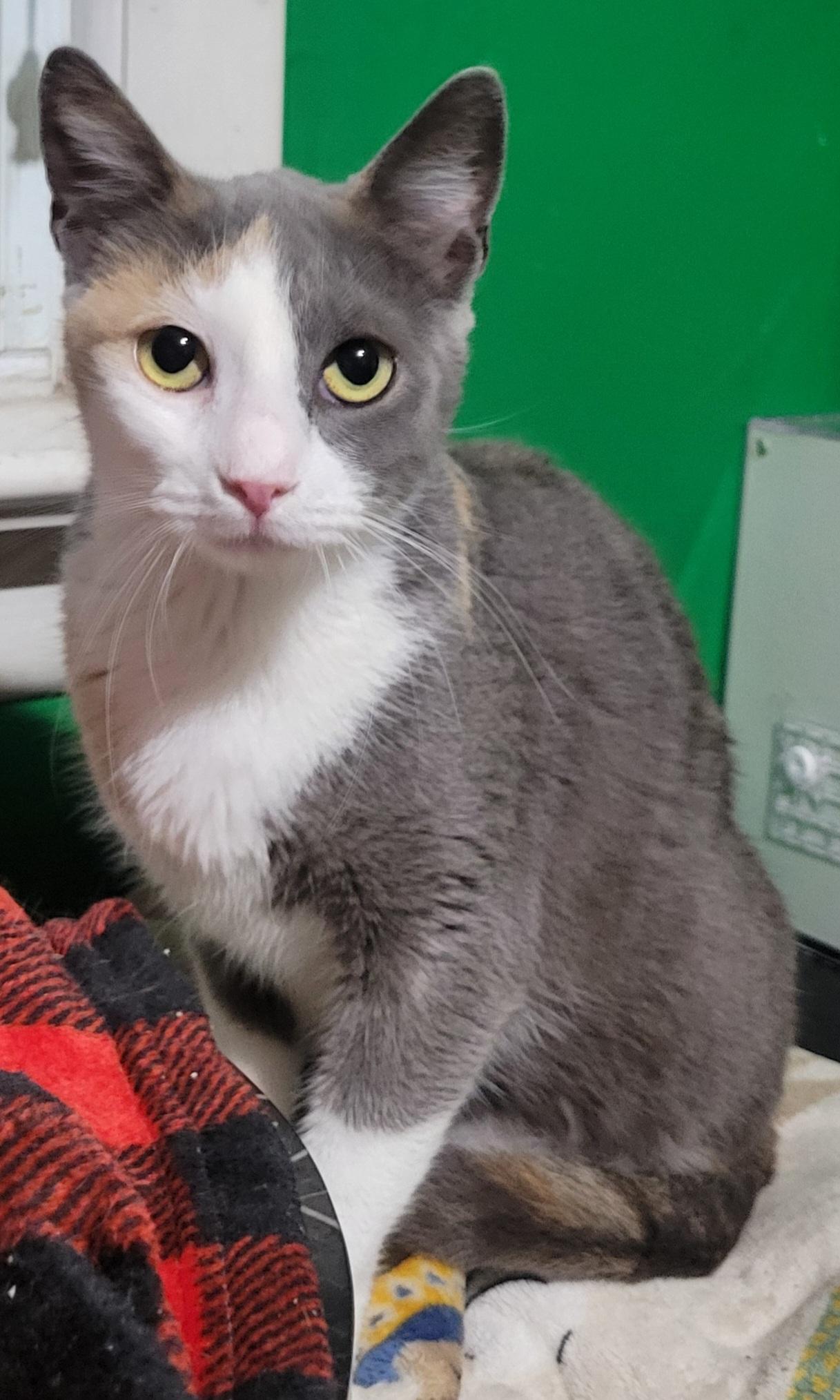 Harley Quinn, Adoptable, Adult Female Domestic Short Hair.