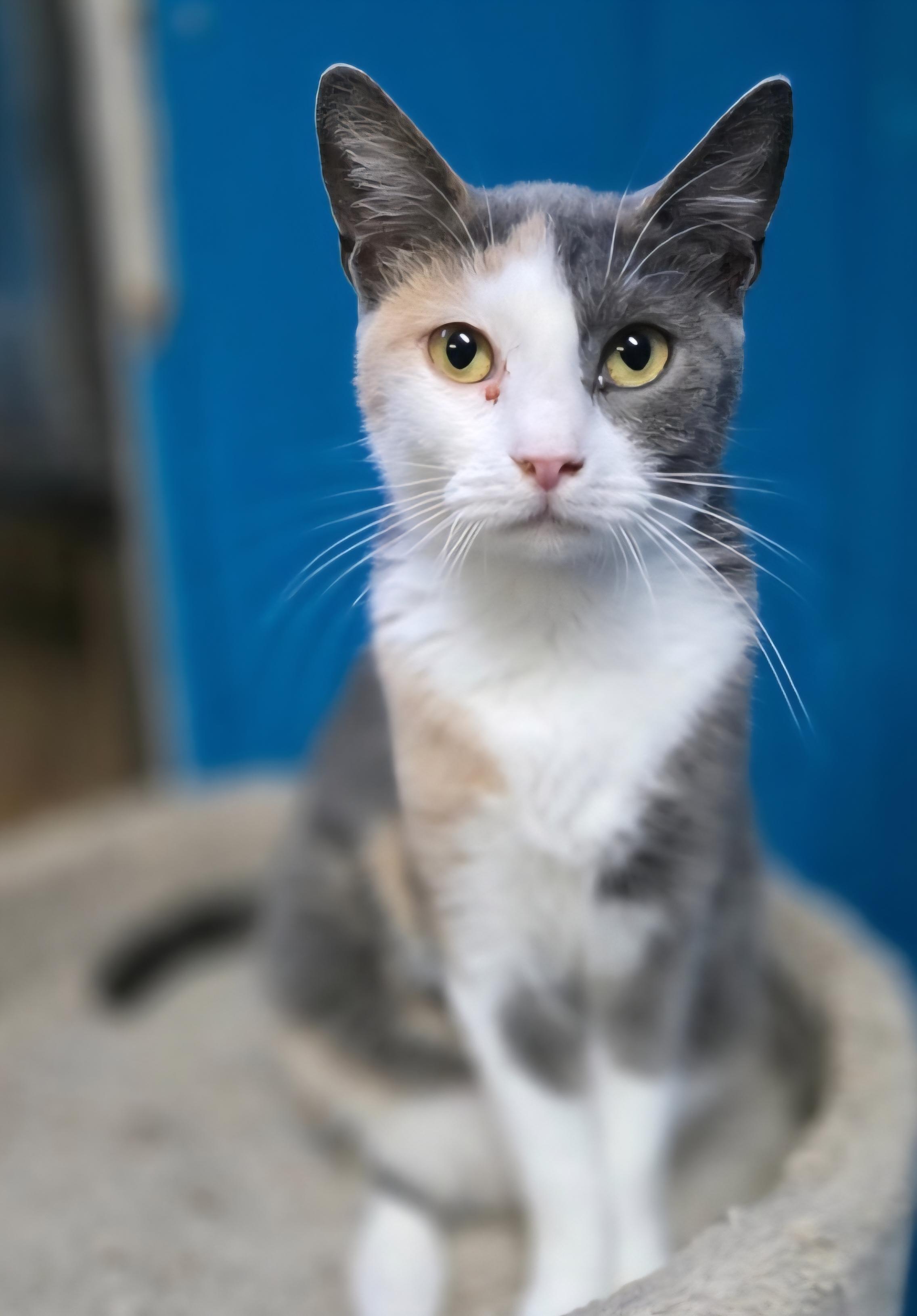 Harley Quinn, a Adoptable Domestic Short Hair in Elwood, NJ image 2/3