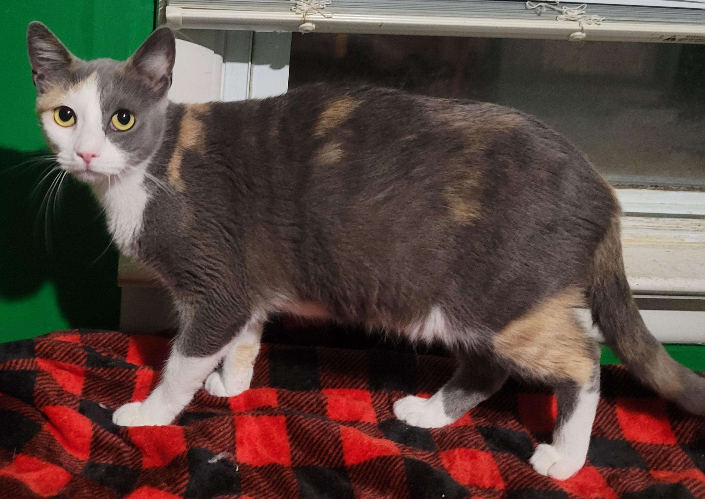 Harley Quinn, a Adoptable Domestic Short Hair in Elwood, NJ image 3/3