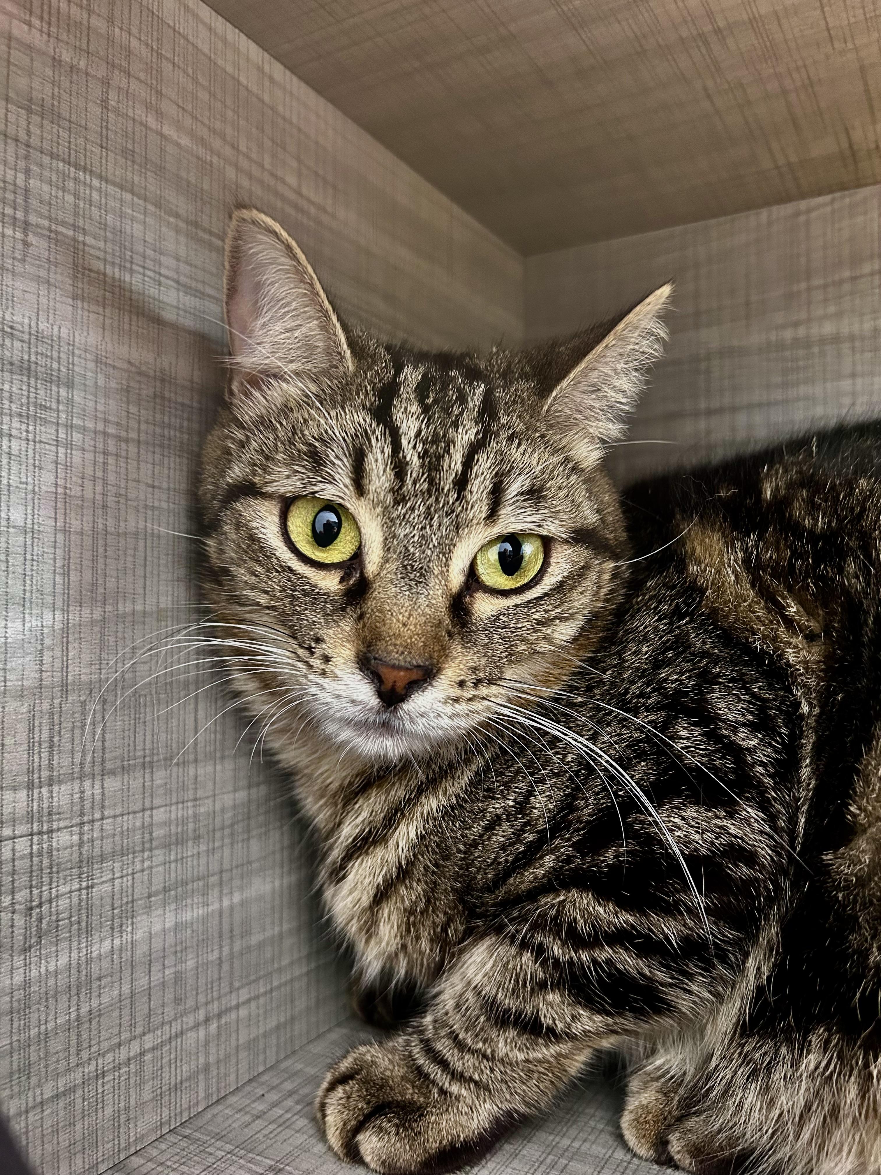 Martina, a ADOPTABLE Tabby in Grand Rapids, MI image 4/5