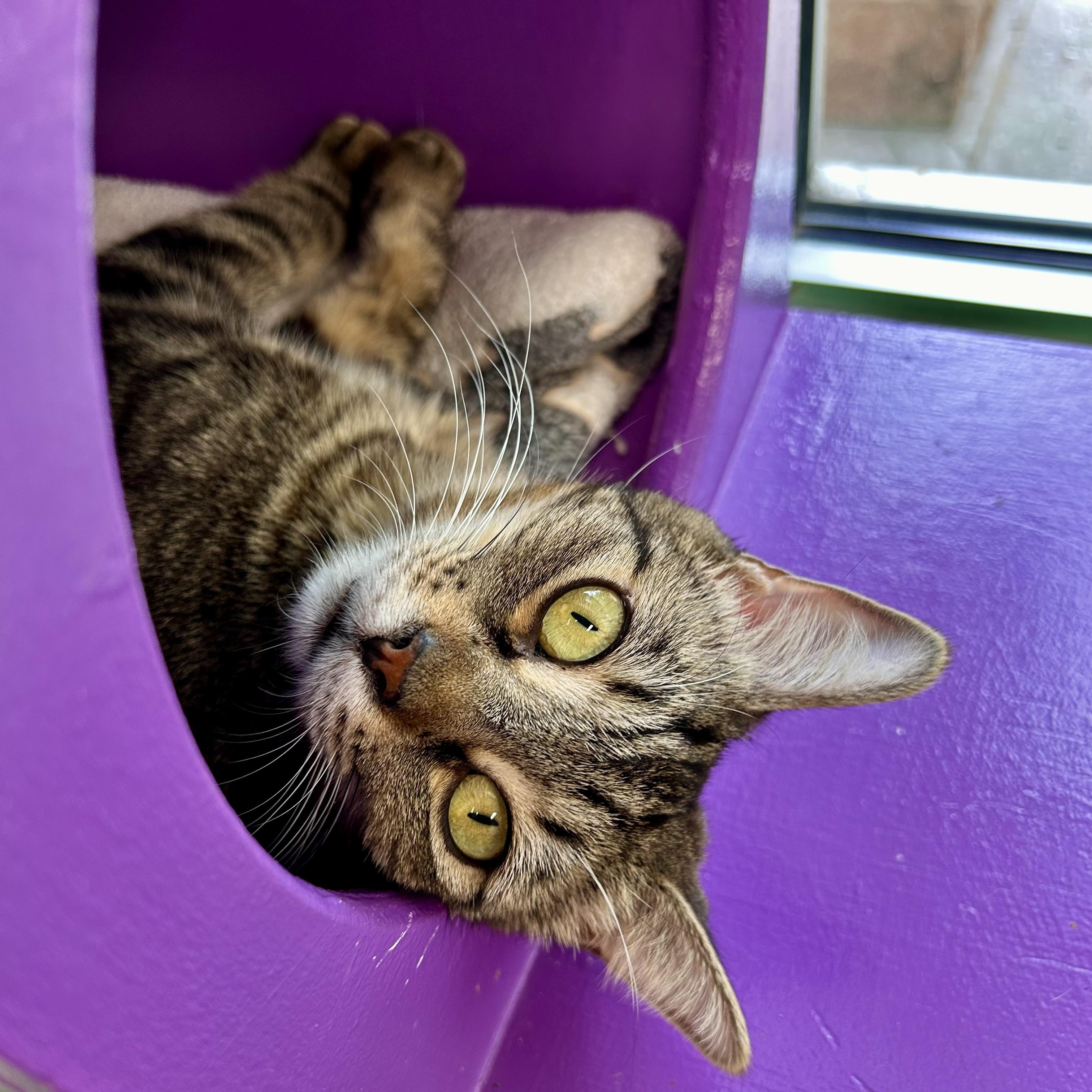 Enlarge Maddie, a ADOPTABLE Tabby in Grand Rapids, MI image 3/6