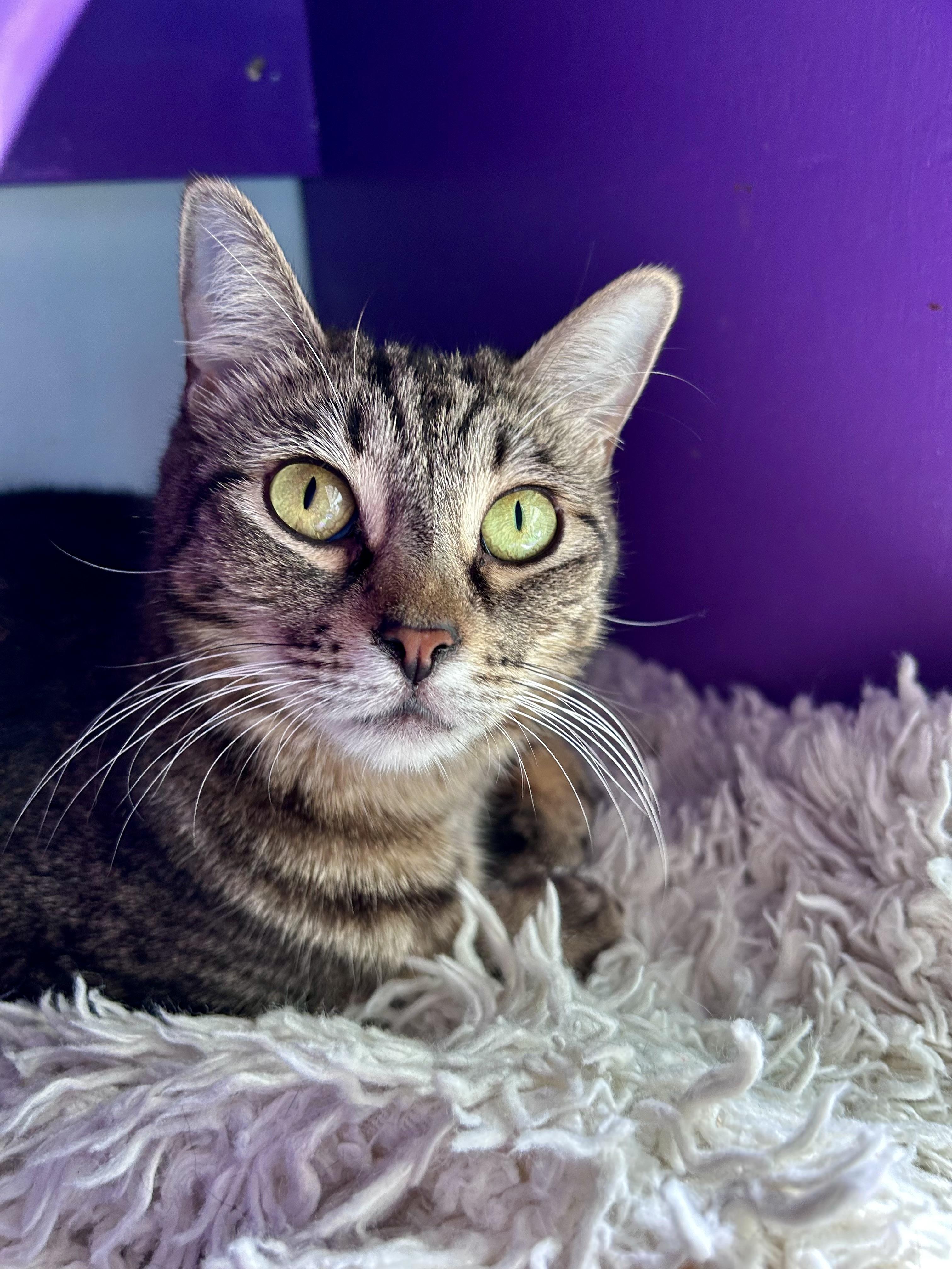 Martina, a ADOPTABLE Tabby in Grand Rapids, MI image 5/5