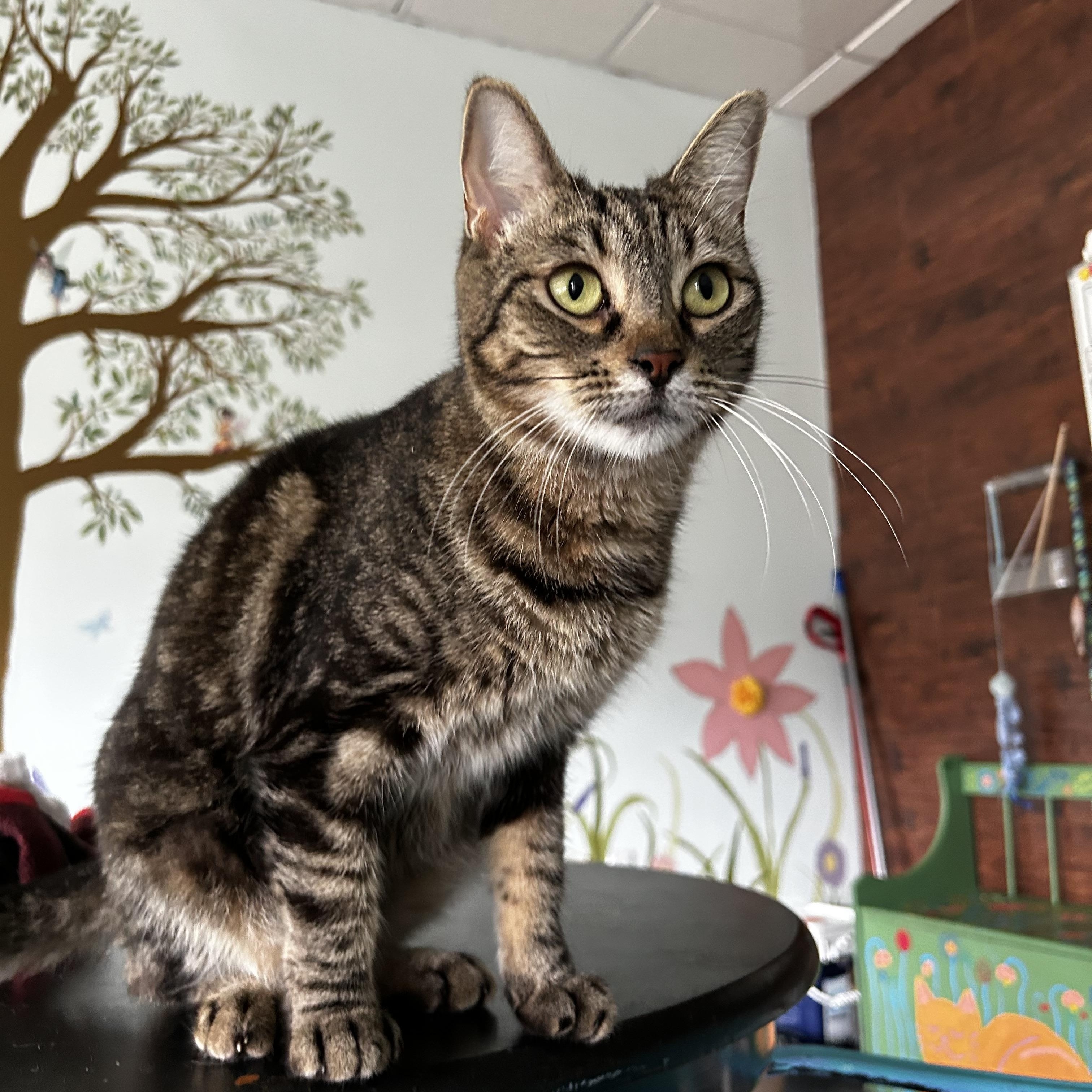 Enlarge Maddie, a Adoptable Tabby in Grand Rapids, MI image 6/6