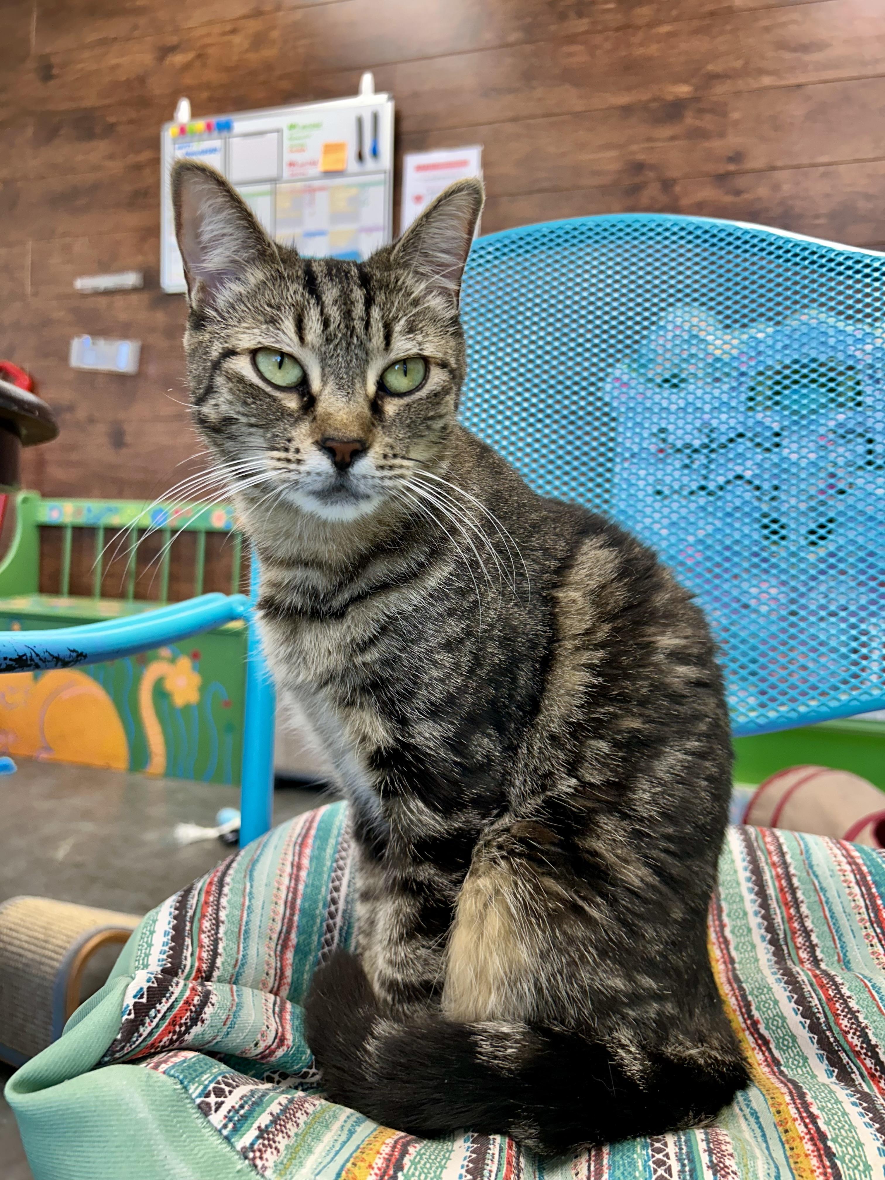 Maddie, Adoptable, Young Female Tabby.