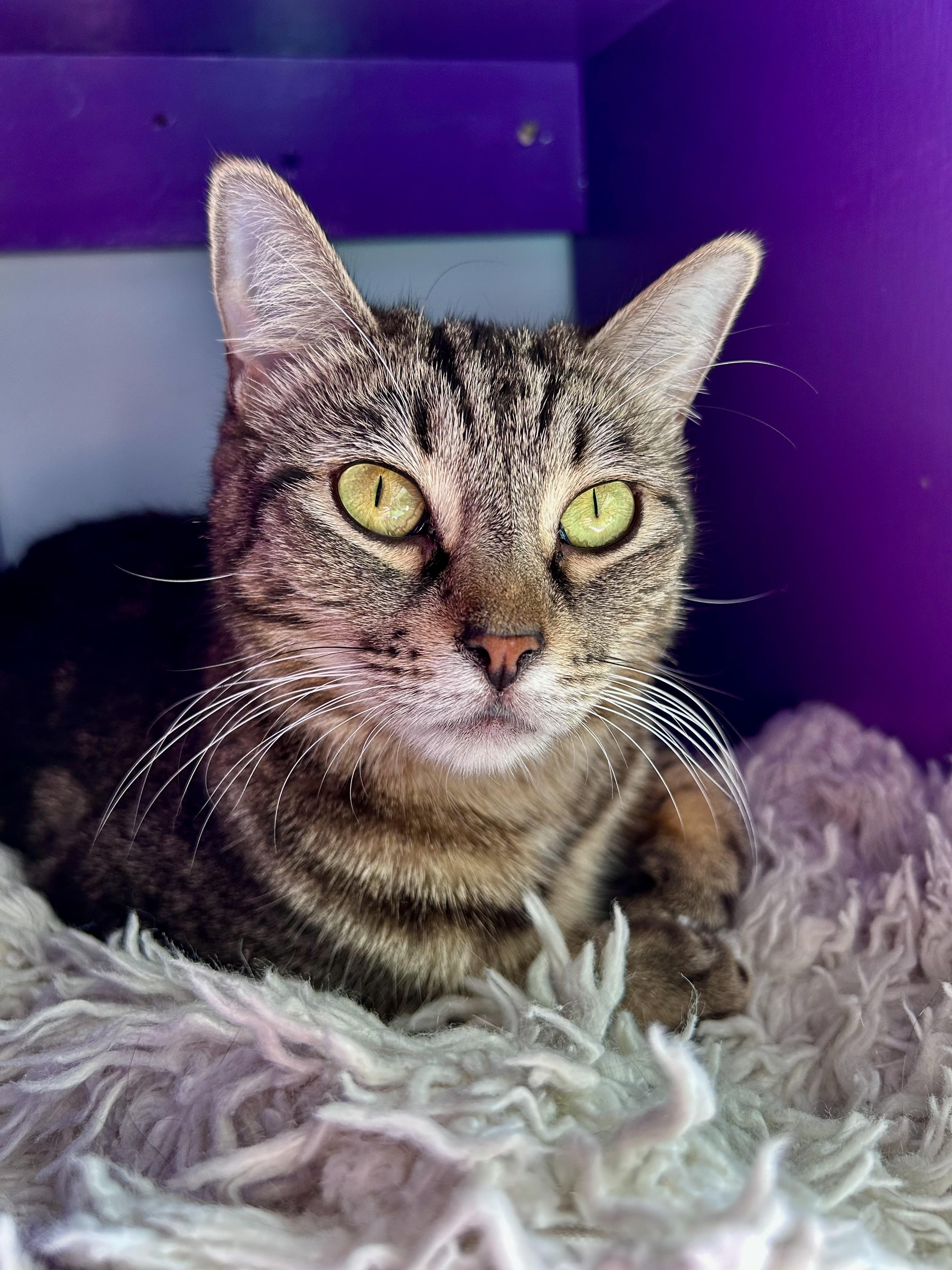 Martina, a ADOPTABLE Tabby in Grand Rapids, MI image 1/5