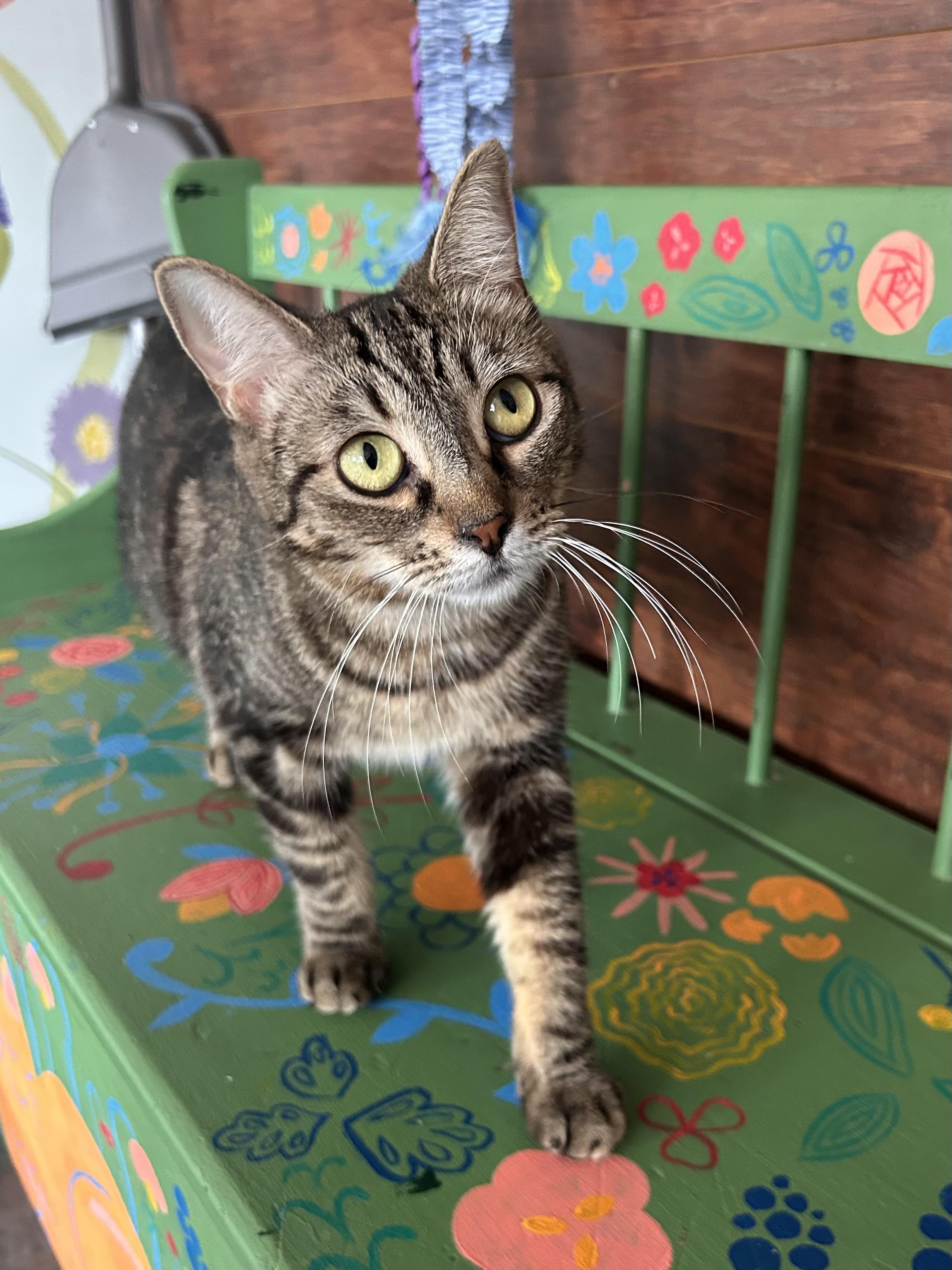 Enlarge Maddie, a ADOPTABLE Tabby in Grand Rapids, MI image 2/6