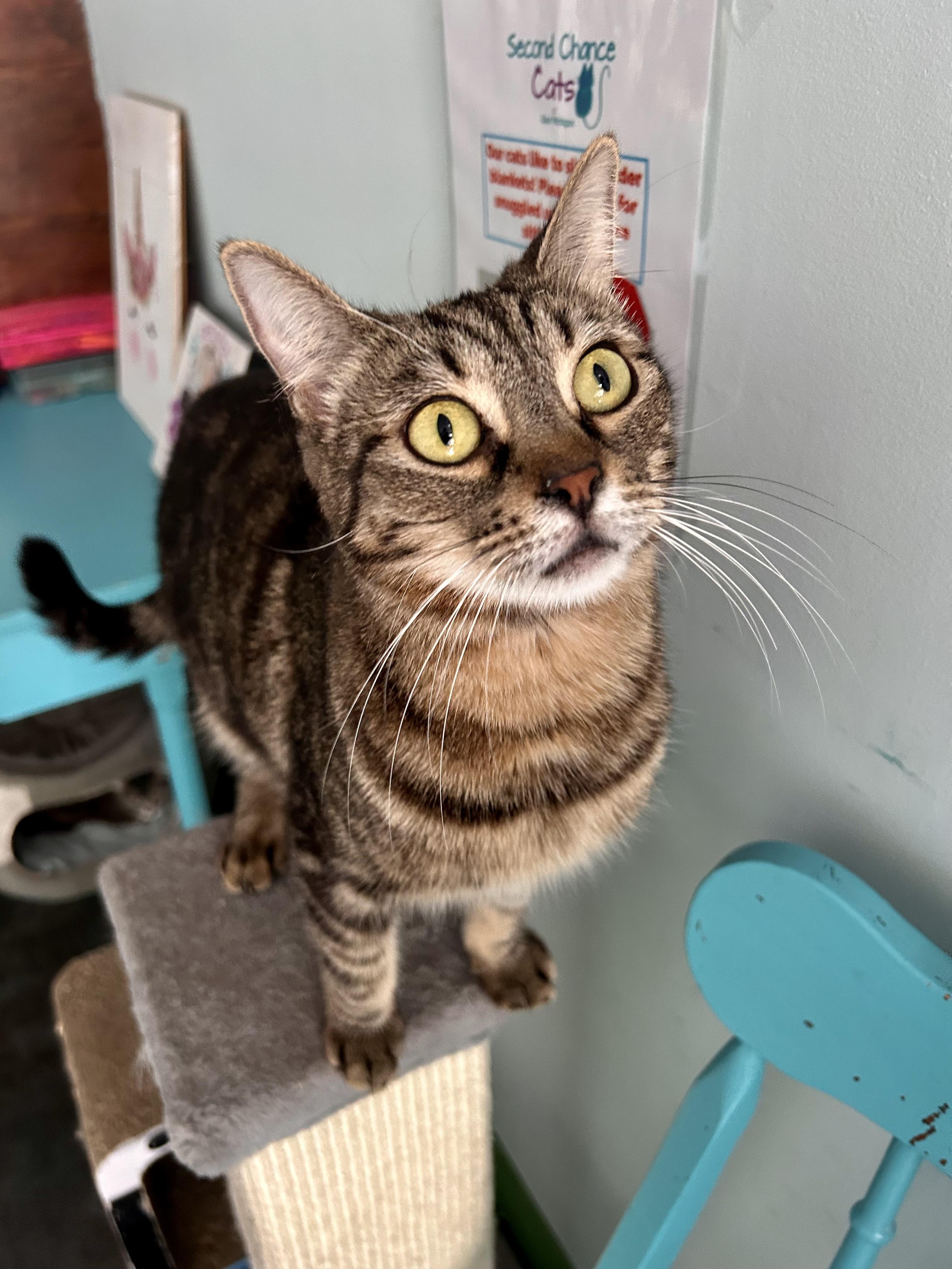 Enlarge Maddie, a ADOPTABLE Tabby in Grand Rapids, MI image 4/6