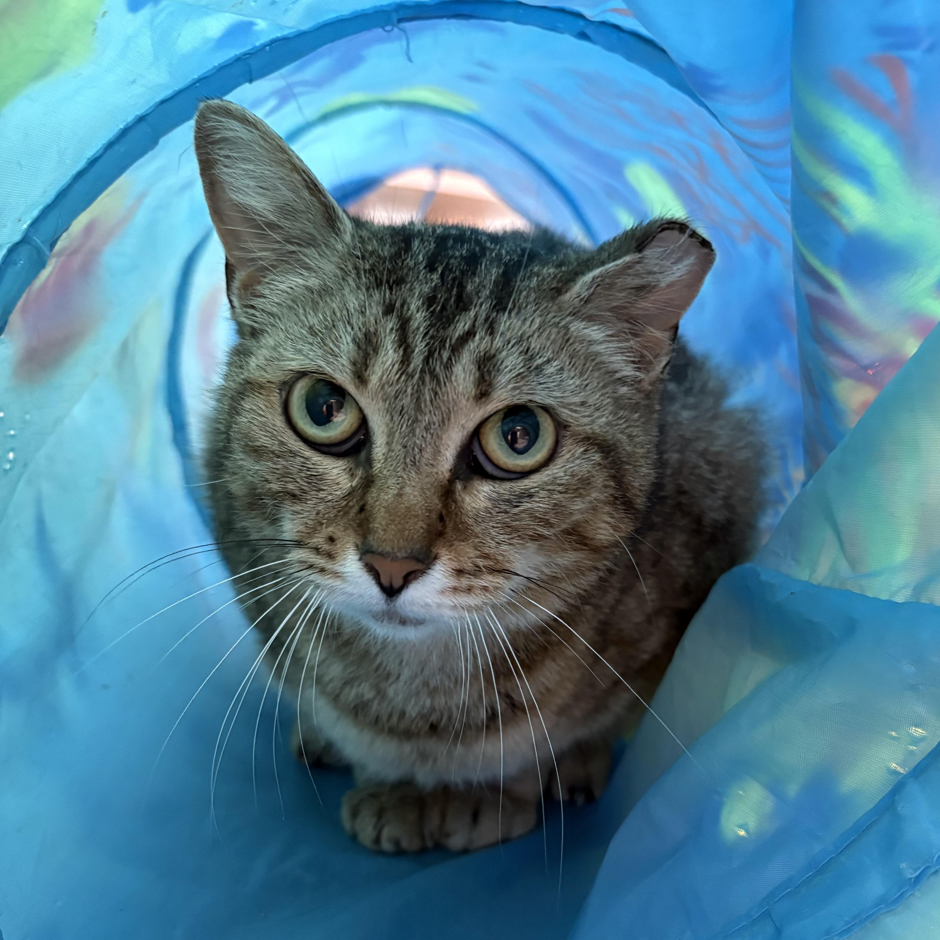 Martina, a ADOPTABLE Tabby in Grand Rapids, MI image 3/5