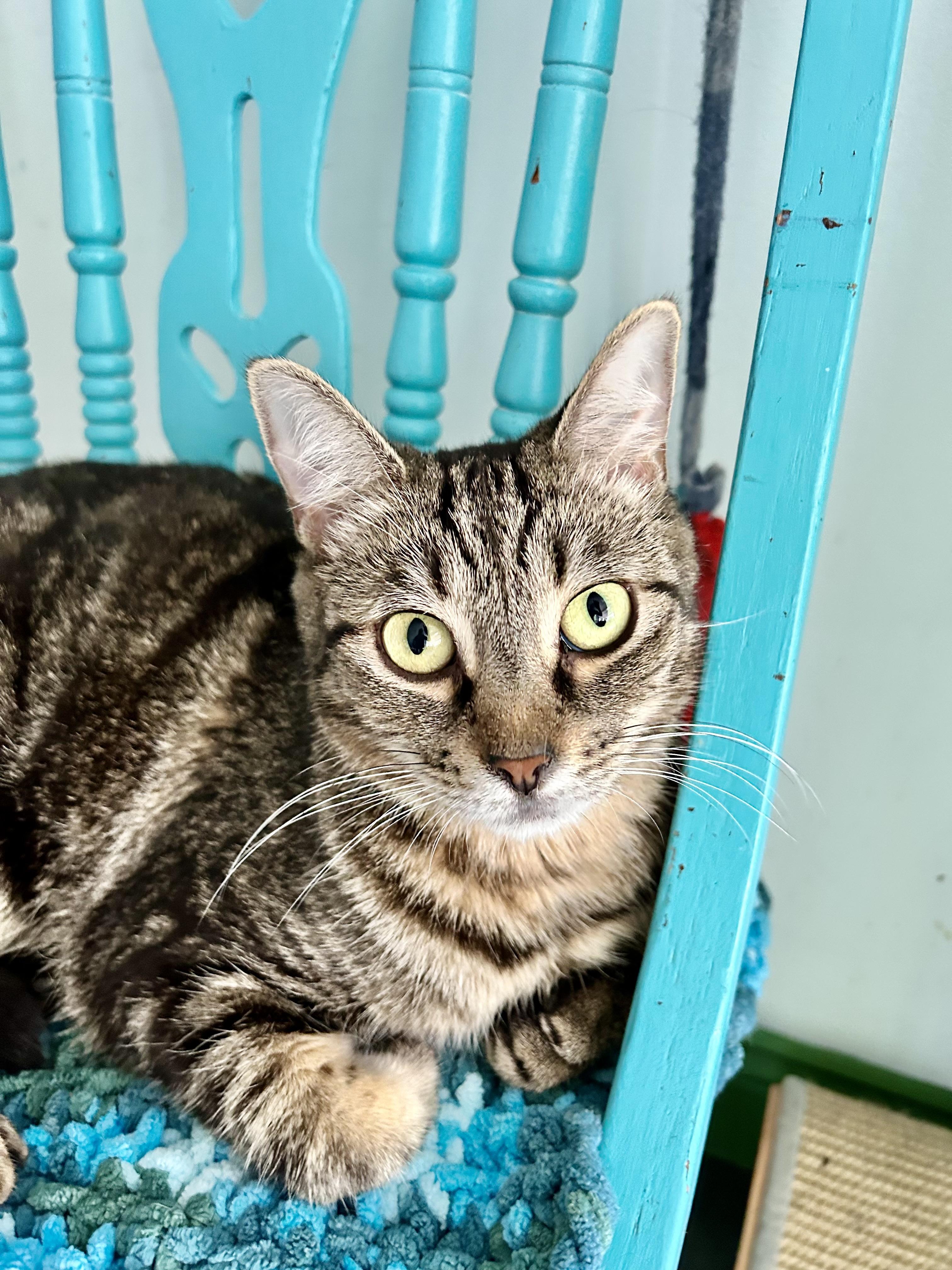 Enlarge Maddie, a ADOPTABLE Tabby in Grand Rapids, MI image 2/6