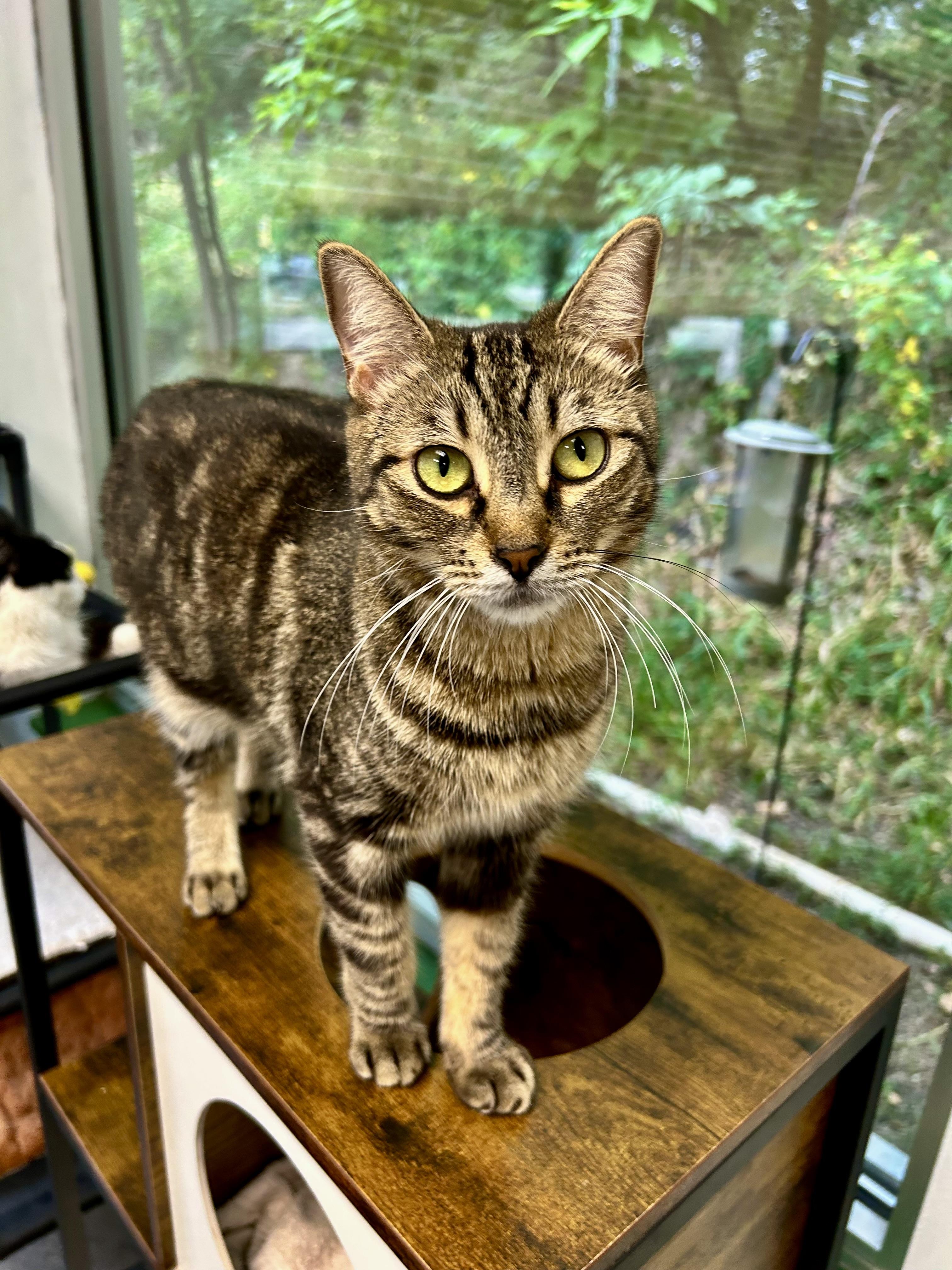 Enlarge Maddie, a ADOPTABLE Tabby in Grand Rapids, MI image 5/6