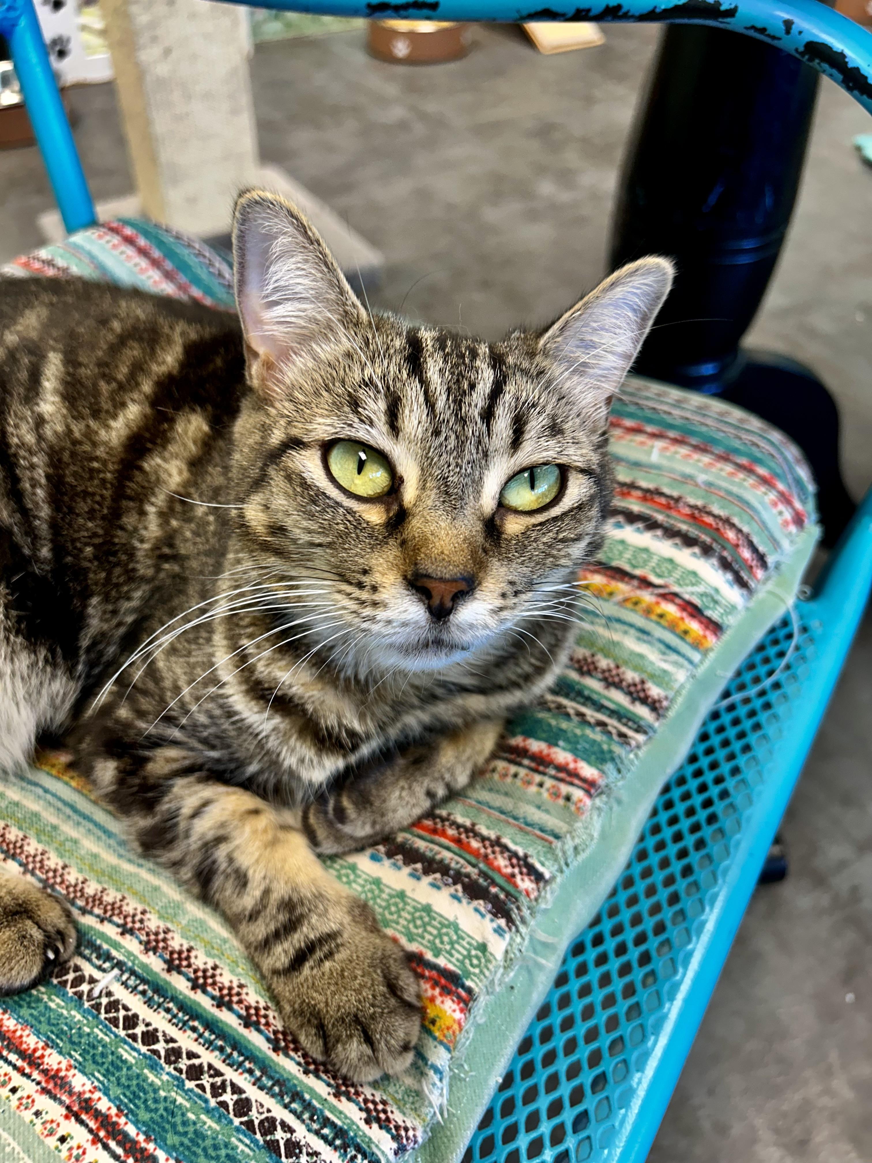 Maddie, a ADOPTABLE Tabby in Grand Rapids, MI image 1/6