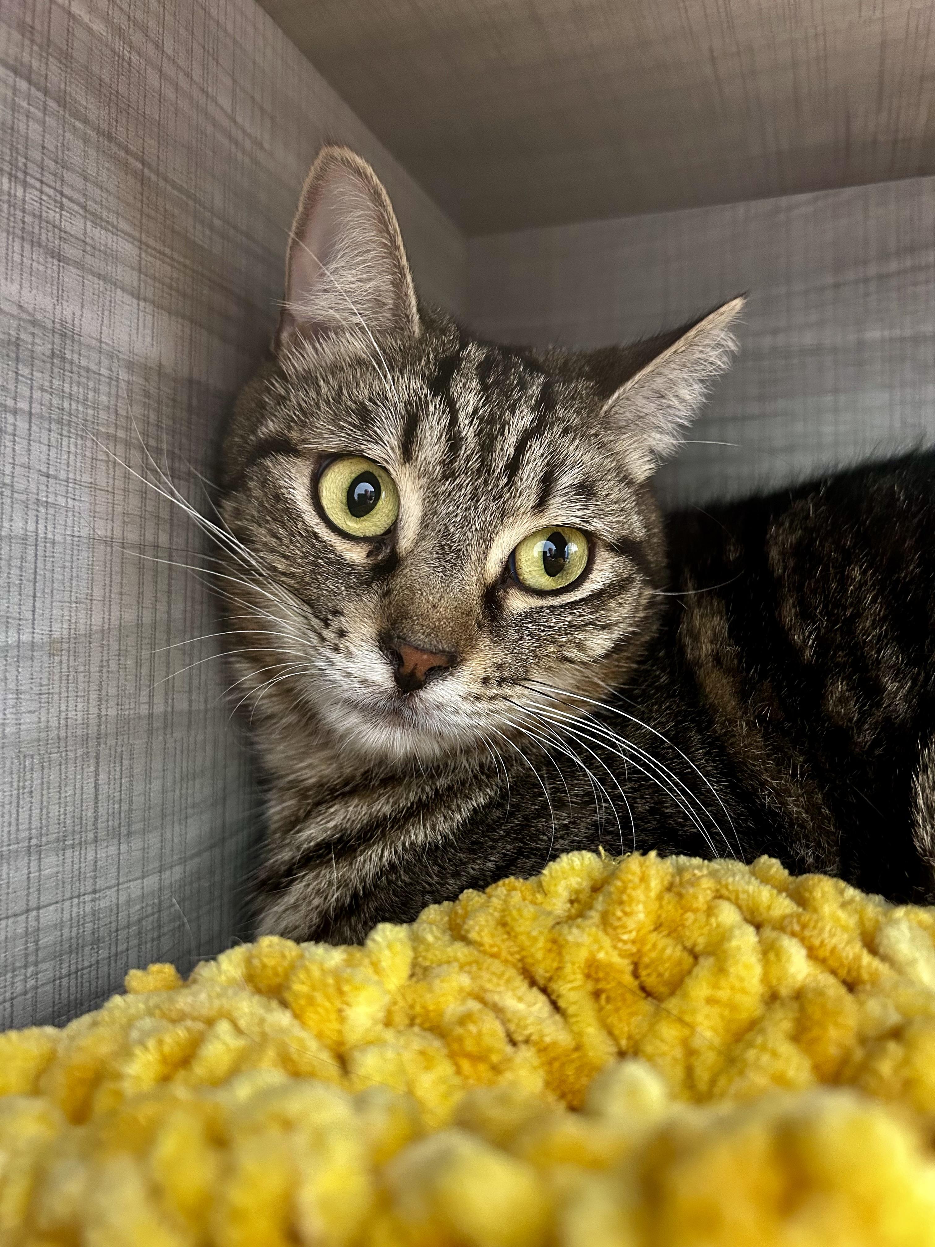 Martina, a ADOPTABLE Tabby in Grand Rapids, MI image 2/5