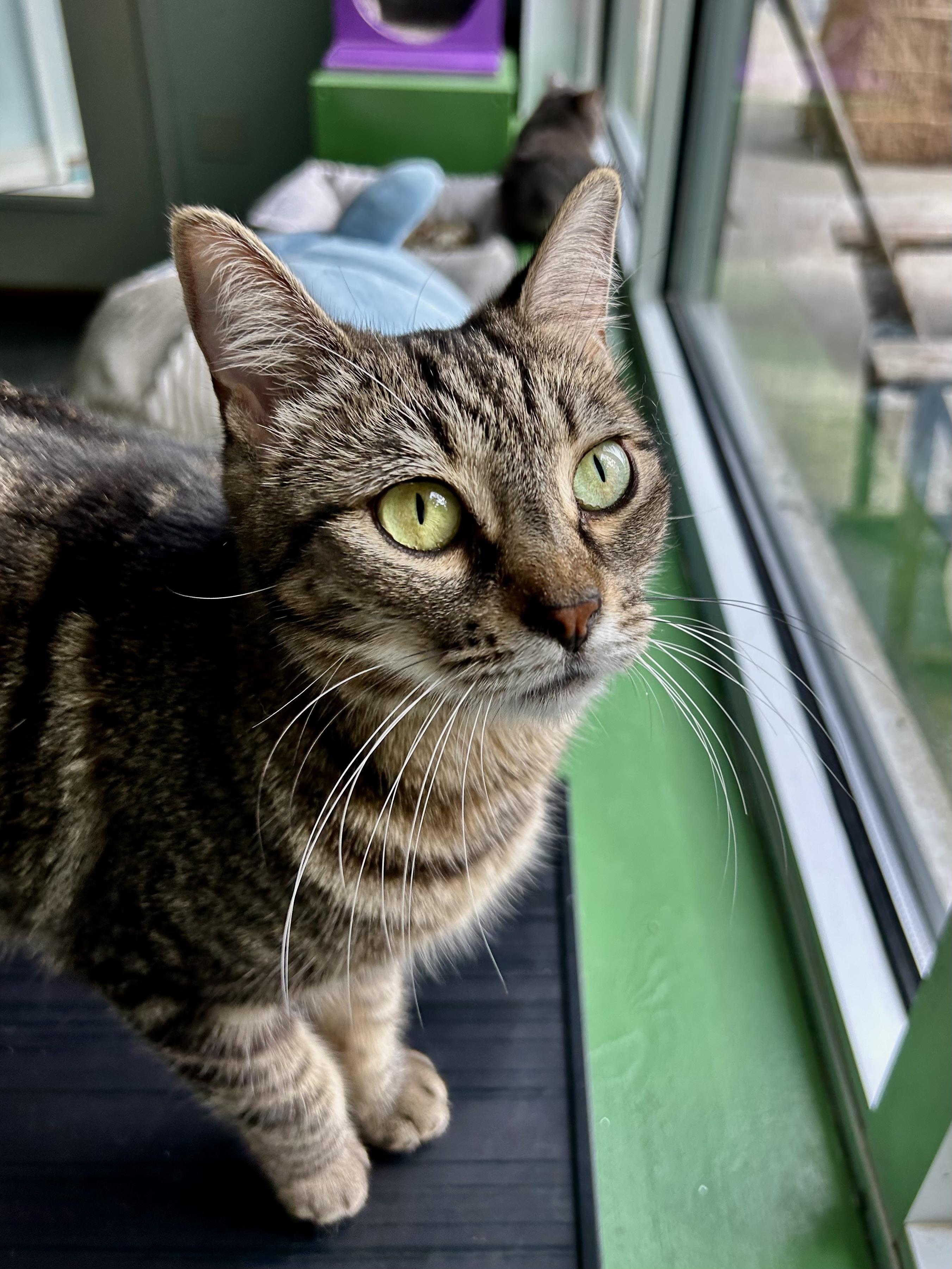 Enlarge Maddie, a ADOPTABLE Tabby in Grand Rapids, MI image 6/6