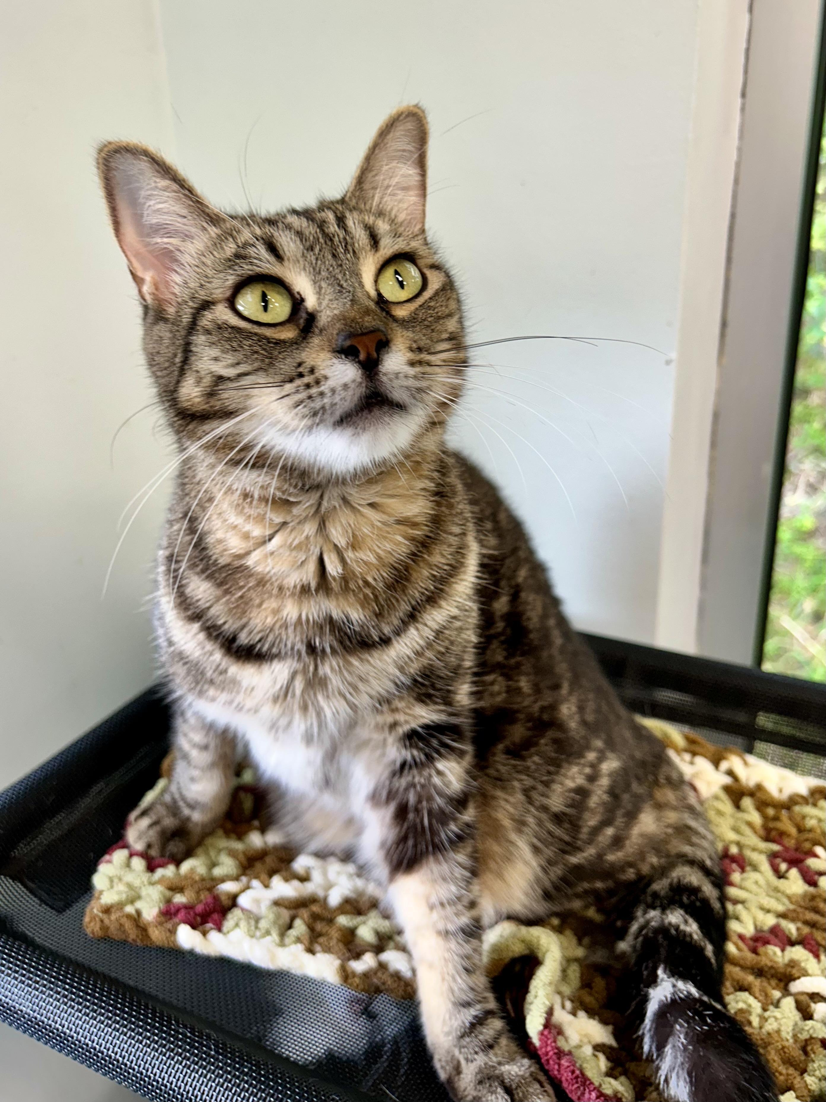 Enlarge Maddie, a ADOPTABLE Tabby in Grand Rapids, MI image 3/6