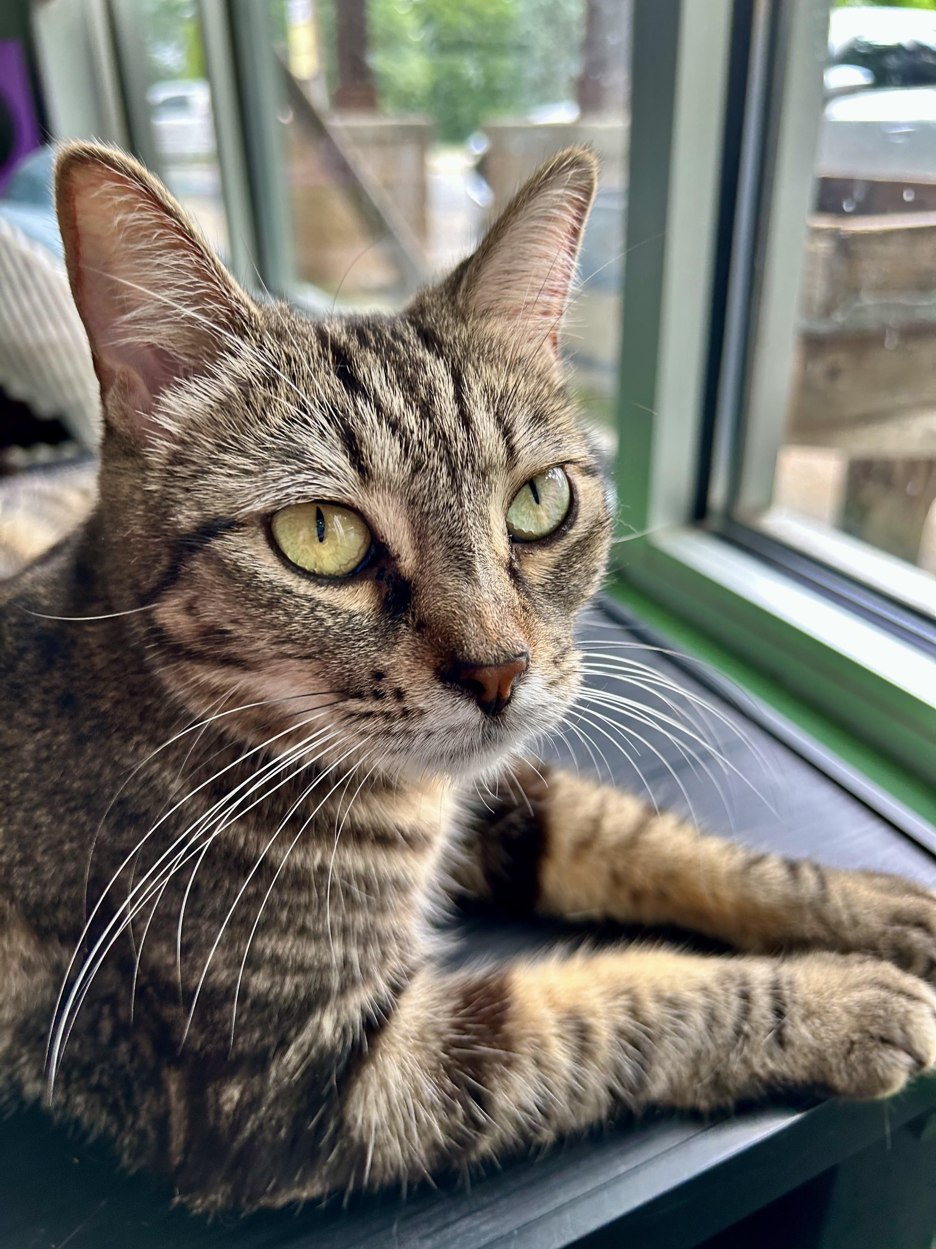 Maddie, ADOPTABLE, Young Female Tabby.