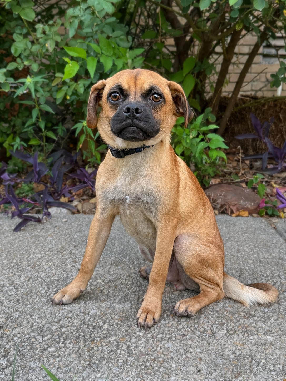Ferguson, Adoptable, Adult Male Pug & Beagle.