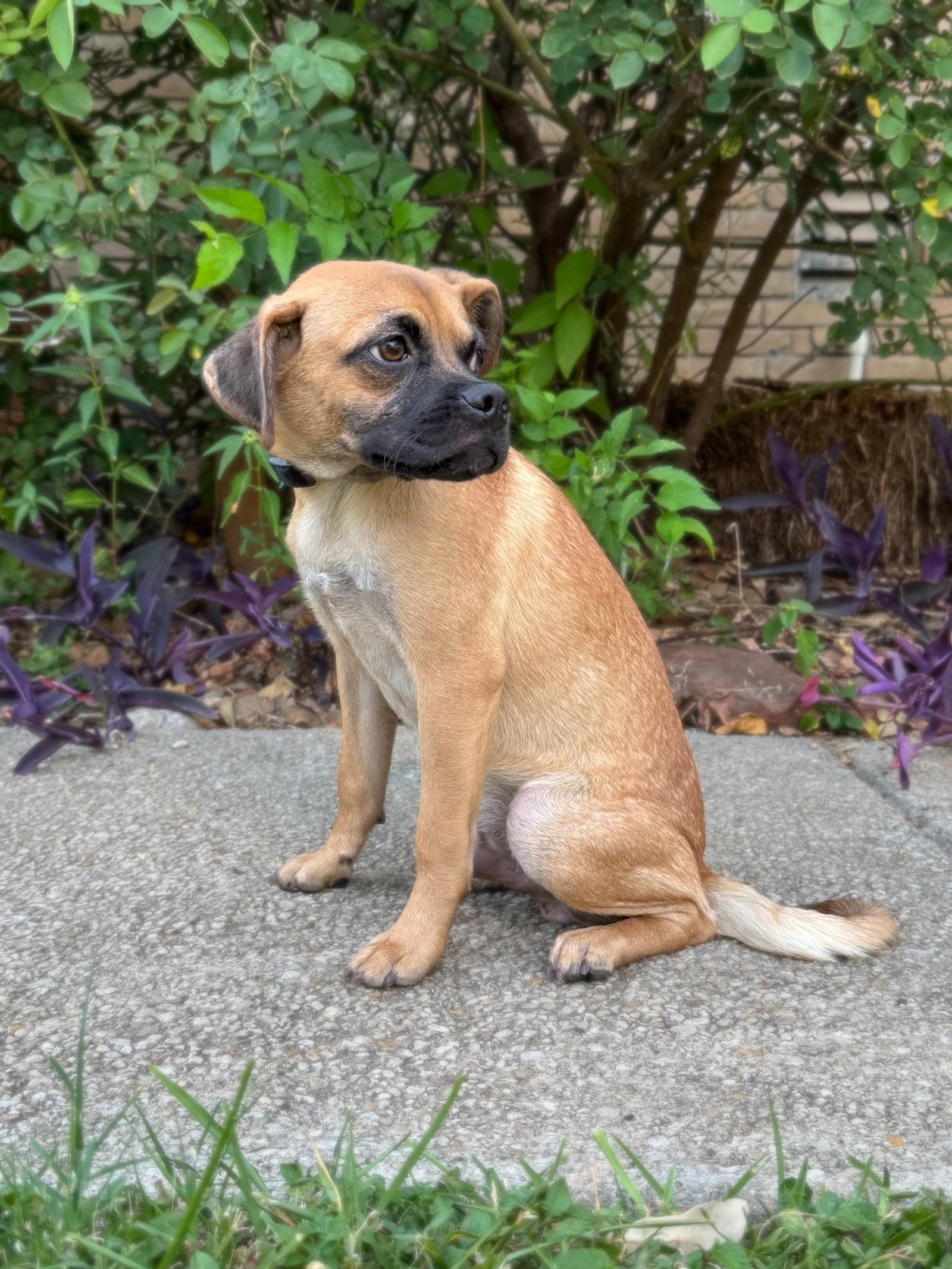 Ferguson, a Adoptable mixed breed in Helotes, TX image 2/3