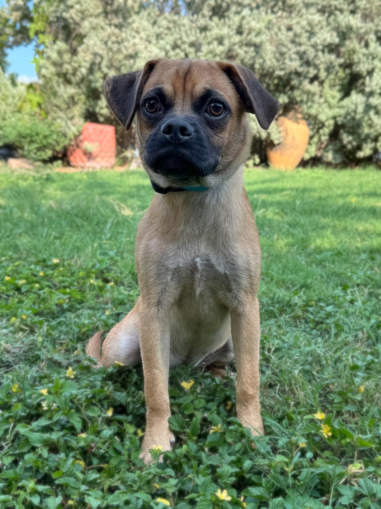 Ferguson, a Adoptable mixed breed in Helotes, TX image 3/3