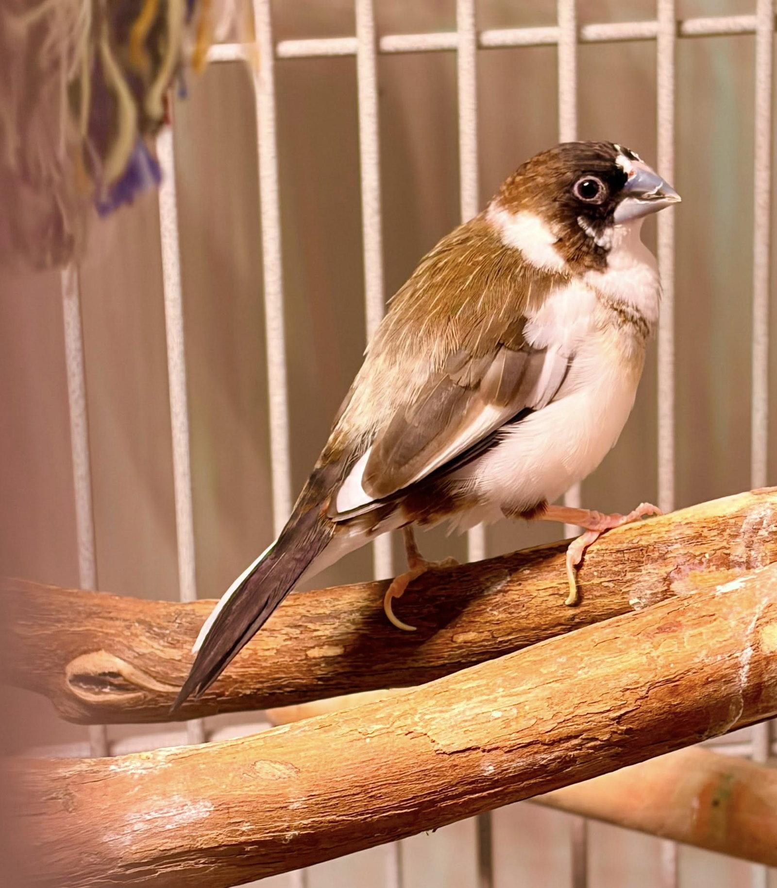 Marybeth, Hesh, Sky, & Cheddar, Adoptable, Adult Male Finch.