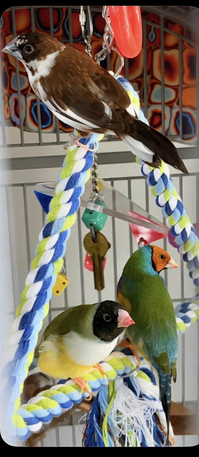 Marybeth, Hesh, Sky, & Cheddar, a Adoptable Finch in Belford, NJ image 2/3