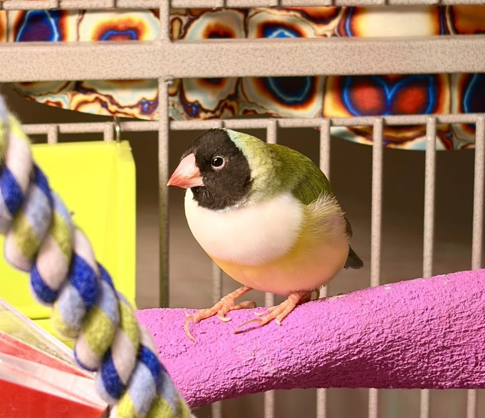 Marybeth, Hesh, Sky, & Cheddar, a Adoptable Finch in Belford, NJ image 3/3