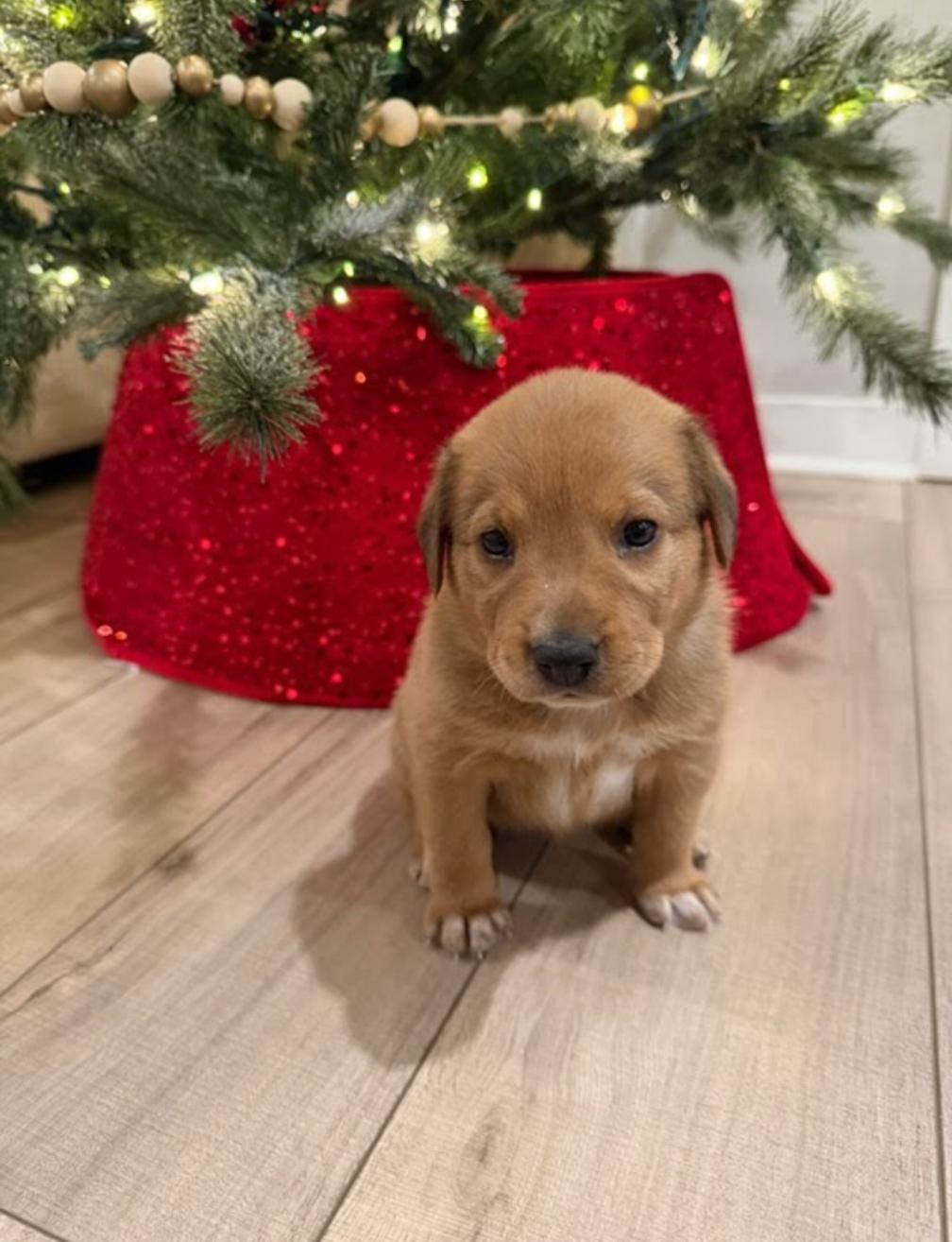 Churro, an adoption pending mixed breed in Spring hill, TN image 1/5