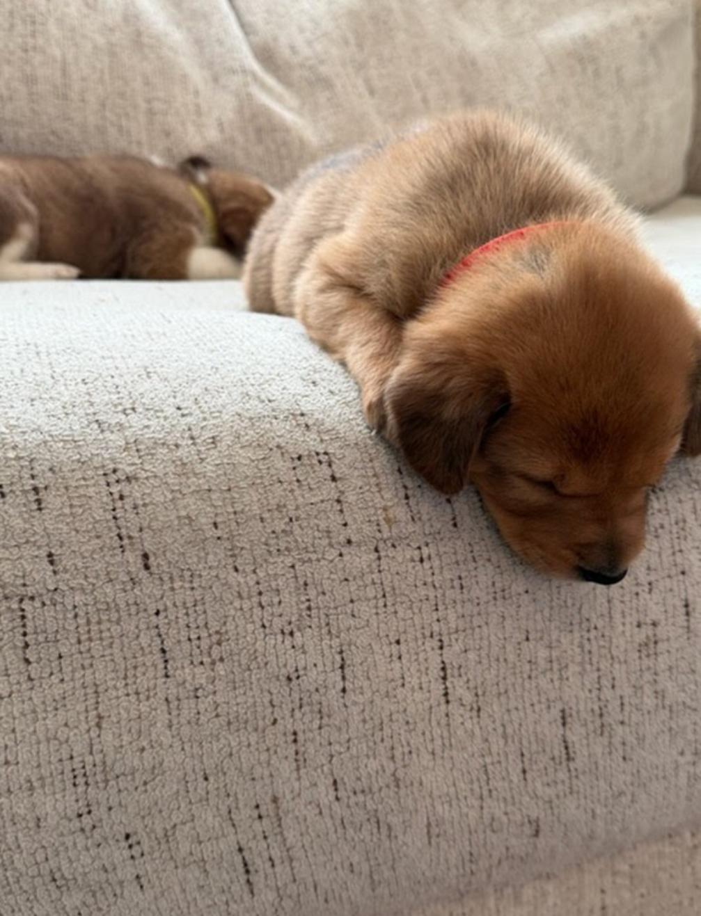 Churro, an adoption pending mixed breed in Spring hill, TN image 2/5