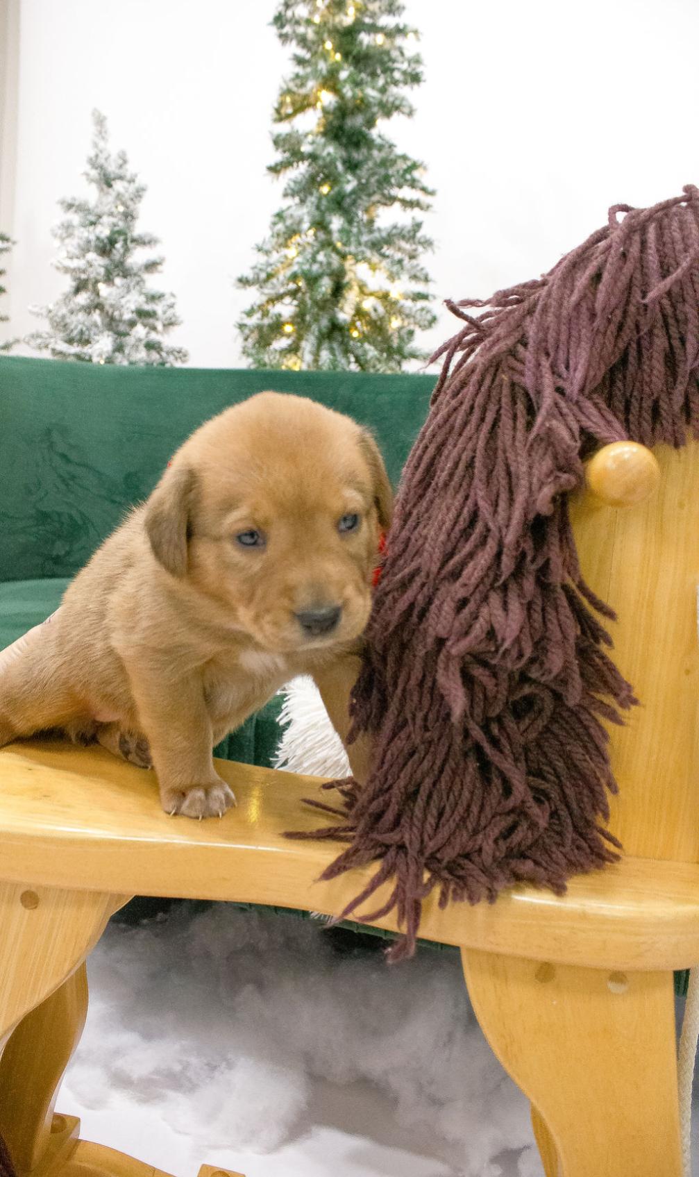 Churro, a ADOPTABLE mixed breed in Spring hill, TN image 1/2