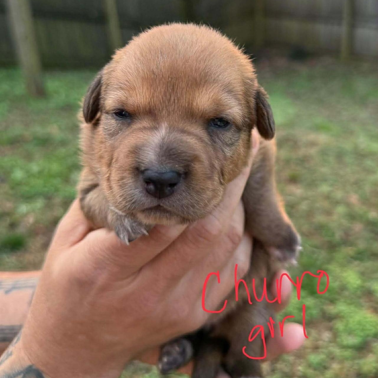 Churro, a ADOPTABLE mixed breed in Spring hill, TN image 2/2