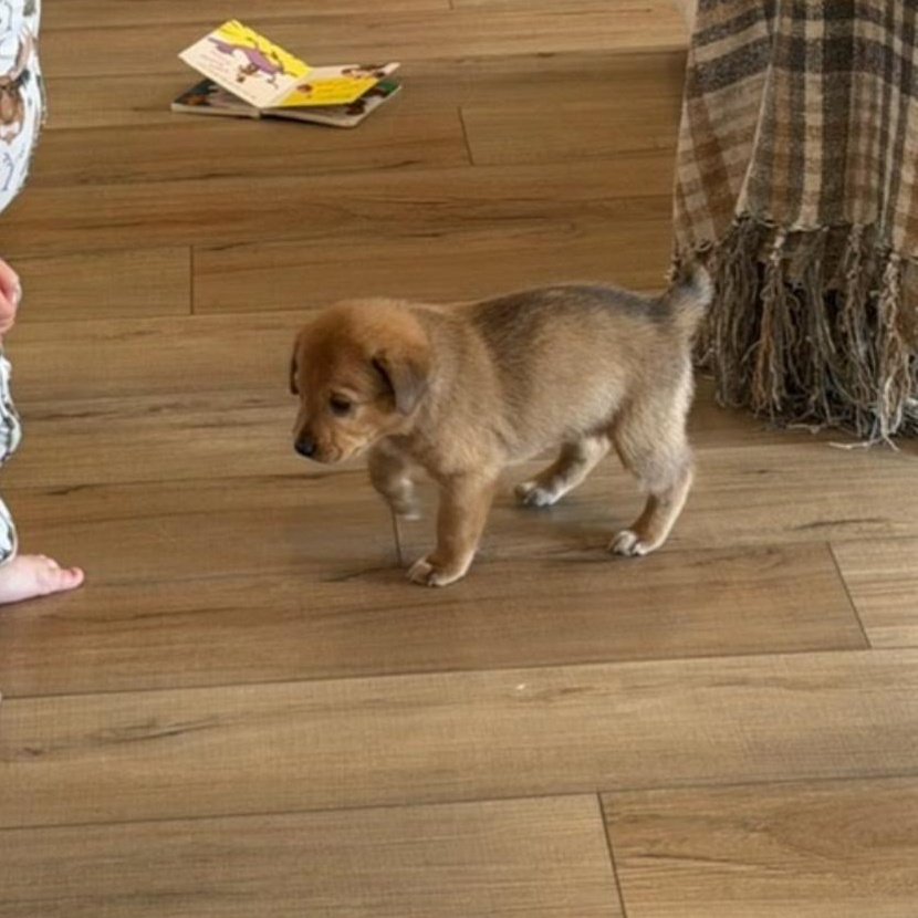 Churro, an adoption pending mixed breed in Spring hill, TN image 5/5